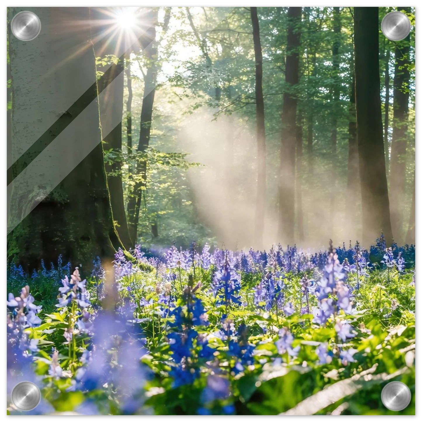 Wandbild mystische waldlichtung mit blauen glockenblumen sonnenverwoehntes naturbild in verschiedenen groessen