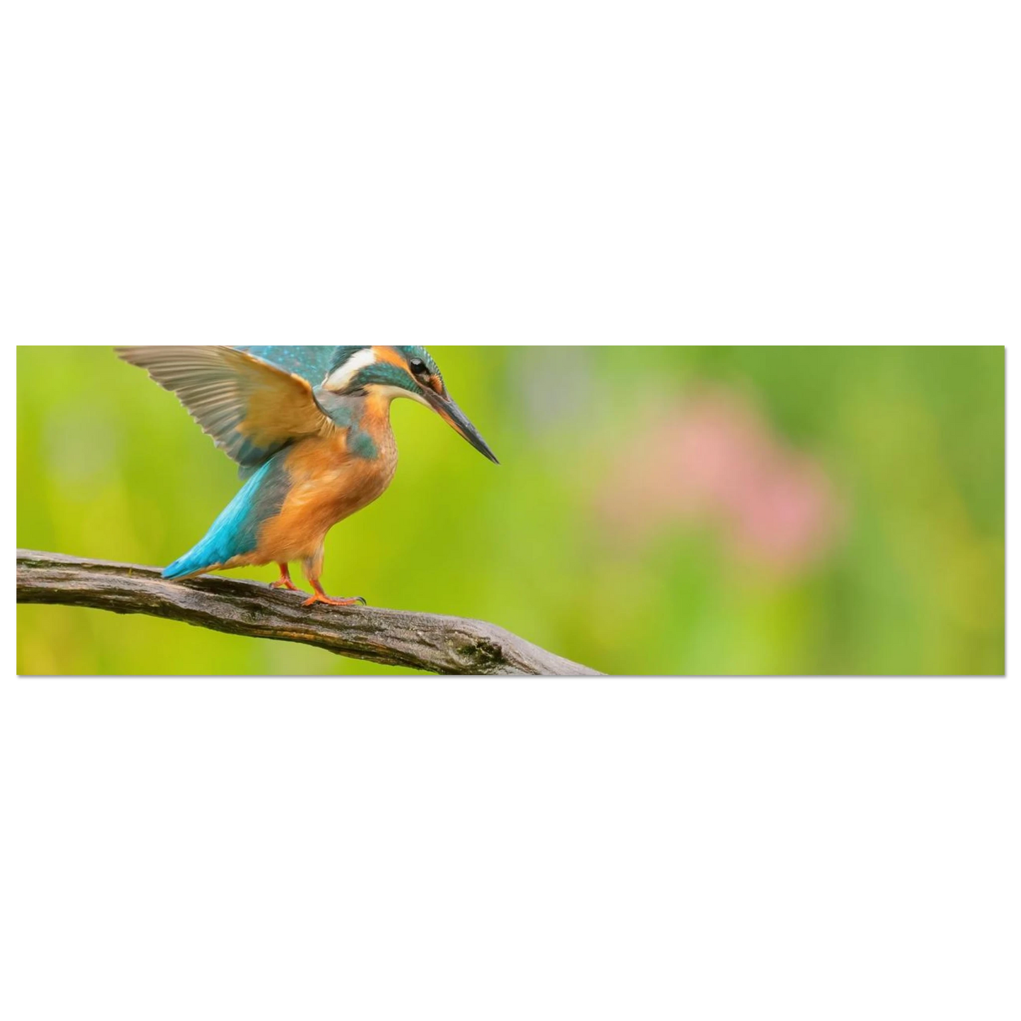 Wandbild eisvogel leuchtende federpracht auf natuerlichem ast in ihrer wunschgroesse