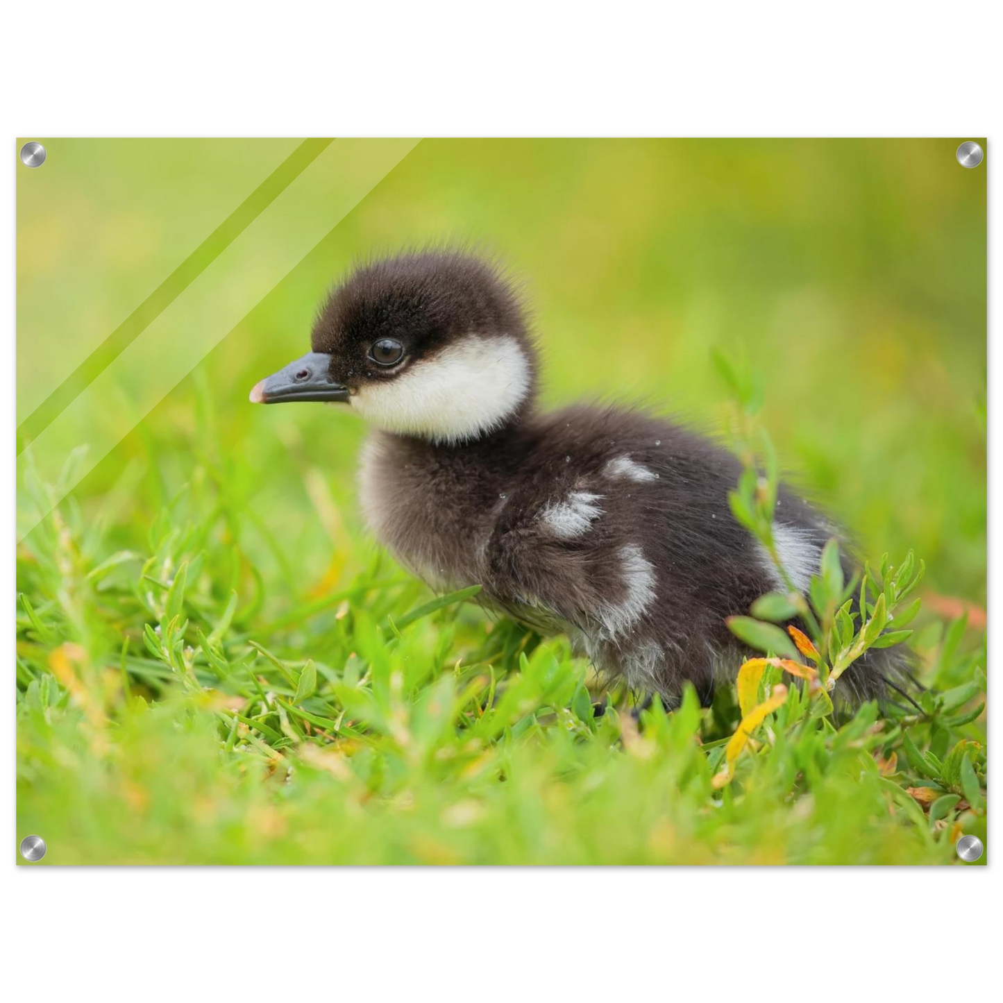 Wandbild bezauberndes entenkueken suesse tiermotive fuer kinderzimmer naturfreunde in vielen groessen