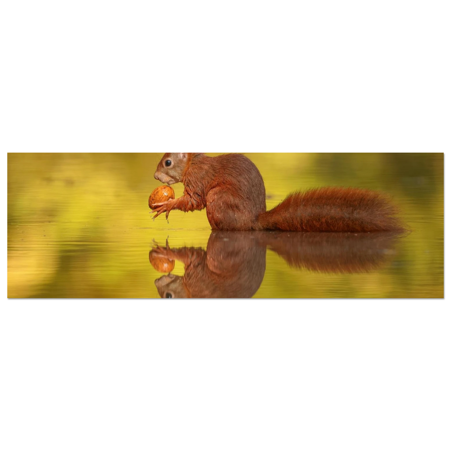 Wandbild eichhoernchen im goldenen herbstlicht lebendige tierfotografie fuer ihre wand