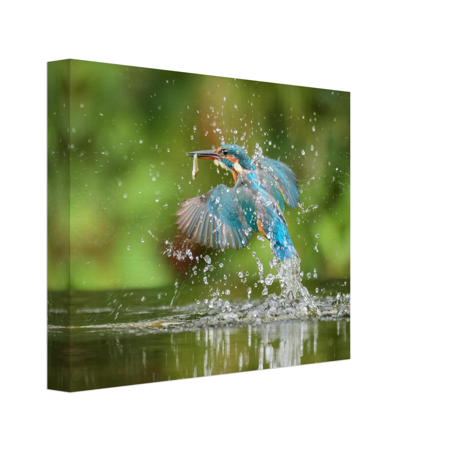 Wandbild eisvogel im sturzflug lebendige wildtierkunst fuer ihr zuhause