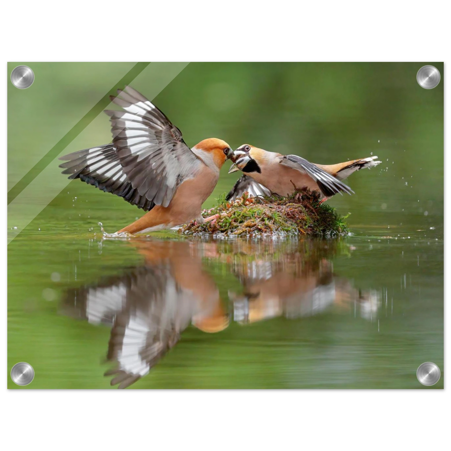 Wandbild momente der natur spektakulaerer kampf der voegel ueber dem wasser