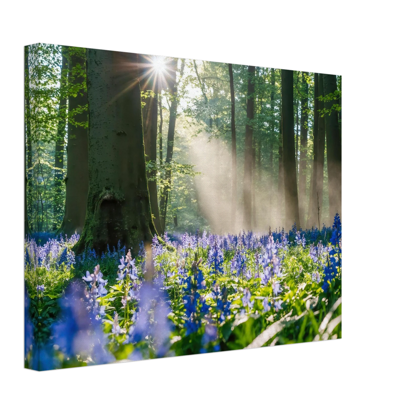 Wandbild mystische waldlichtung mit blauen glockenblumen sonnenverwoehntes naturbild in verschiedenen groessen