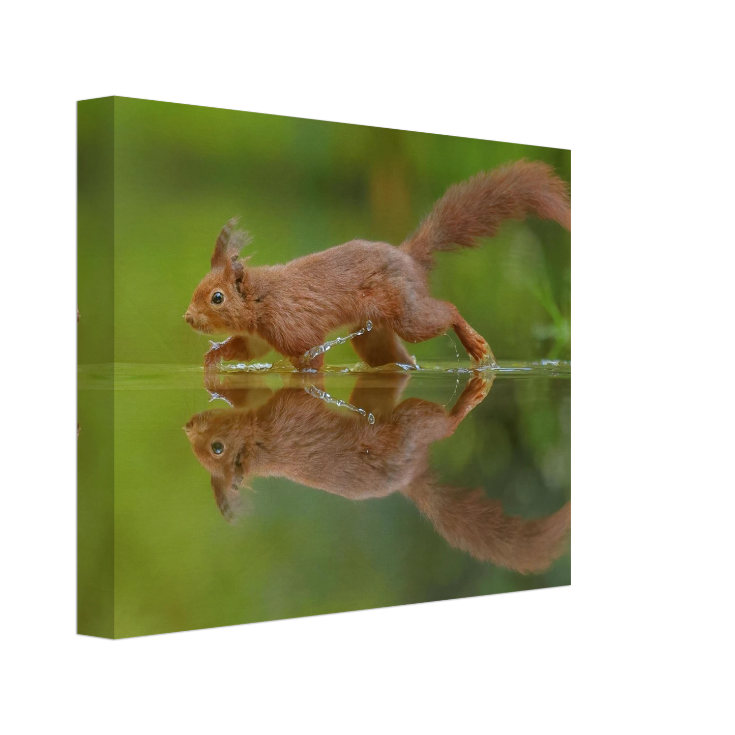 Wandbild eichhoernchen tanz eichhoernchen kunst fuer zuhause in ihrer wunschgroesse