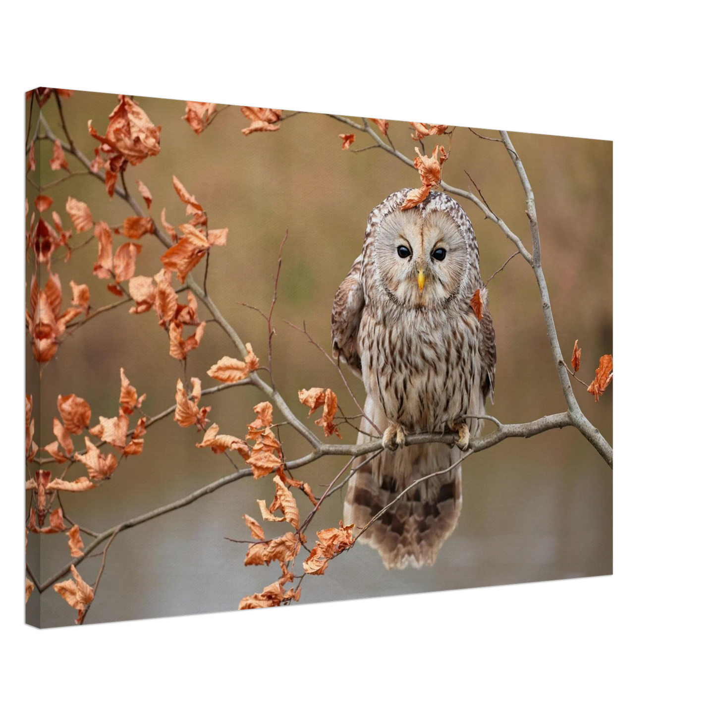 Wandbild majestaetische eule im herbstlaub einblick in die wildnis in verschiedenen groessen