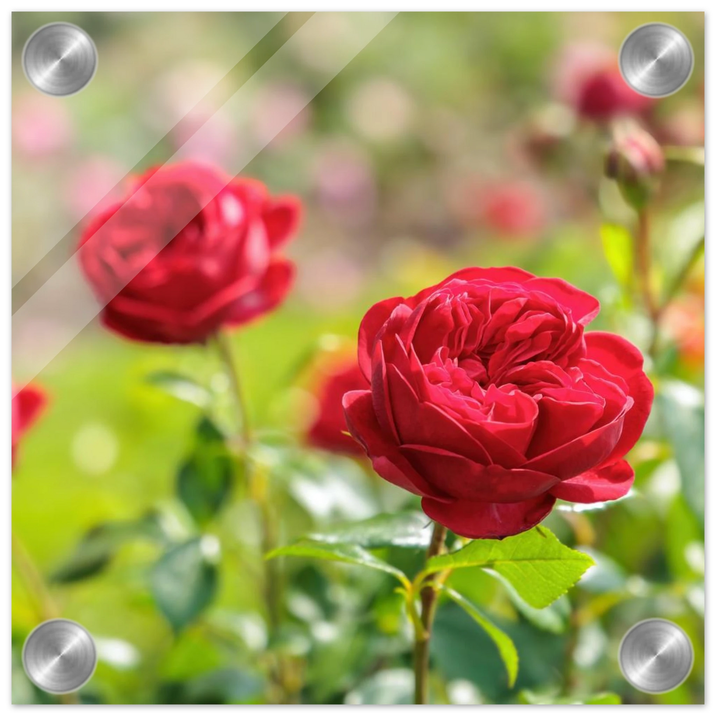Wandbild rote rosen lebendige bluetenpracht fuer ihr zuhause in ihrer wunschgroesse