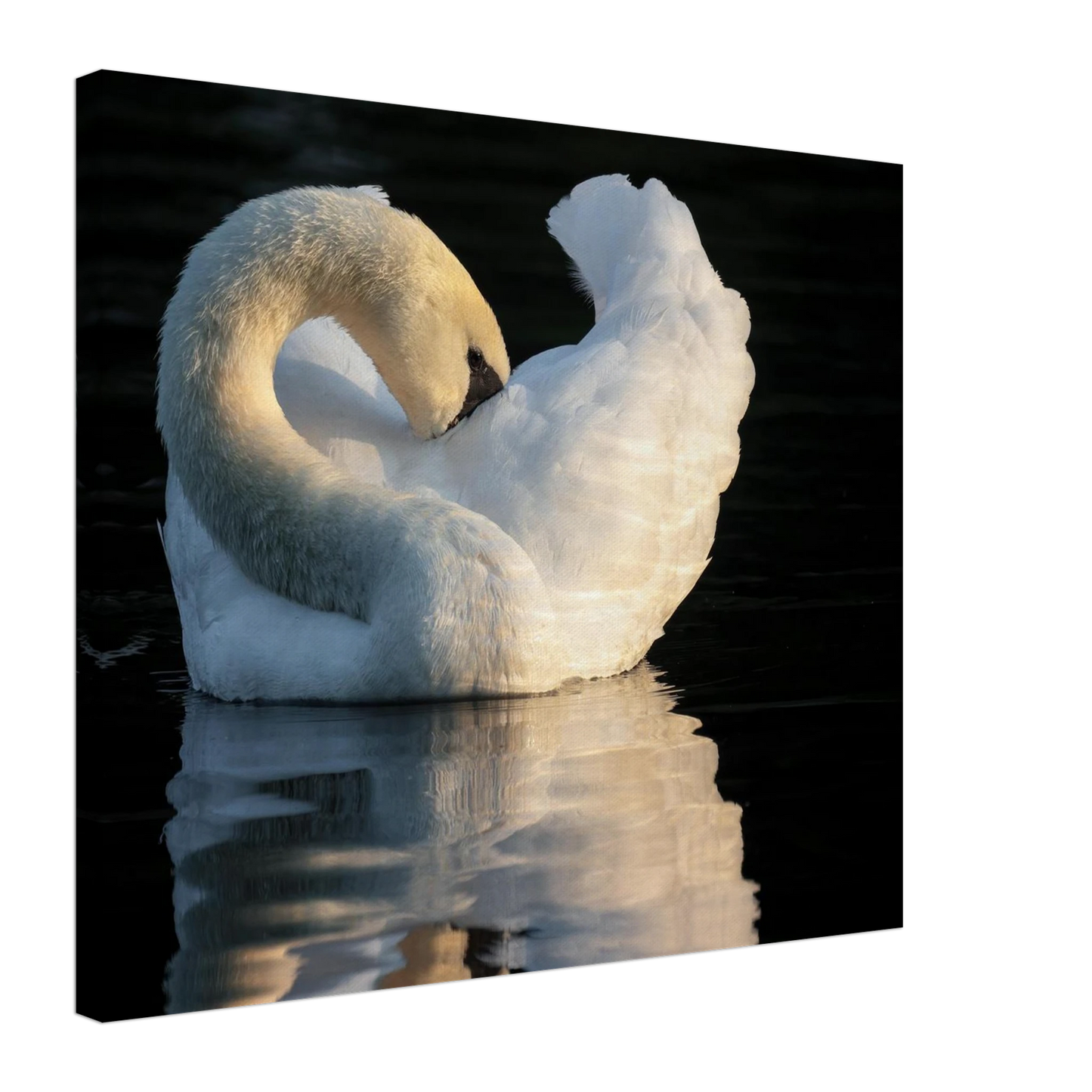 Wandbild schwan bei sonnenuntergang elegante wandkunst fuer ihr zuhause