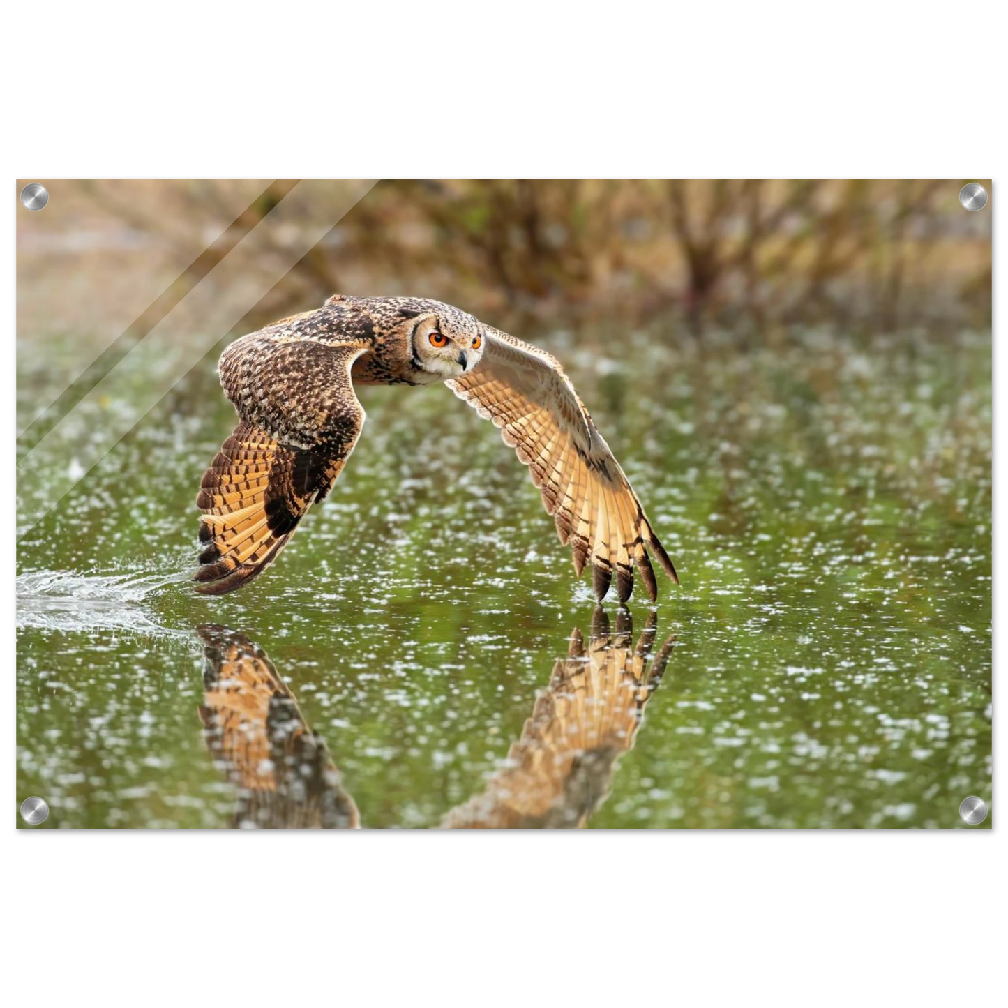 Wandbild majestaetische eule im flug naturfotografie mit lebendigen orangetoenen in ihrer wunschgroesse