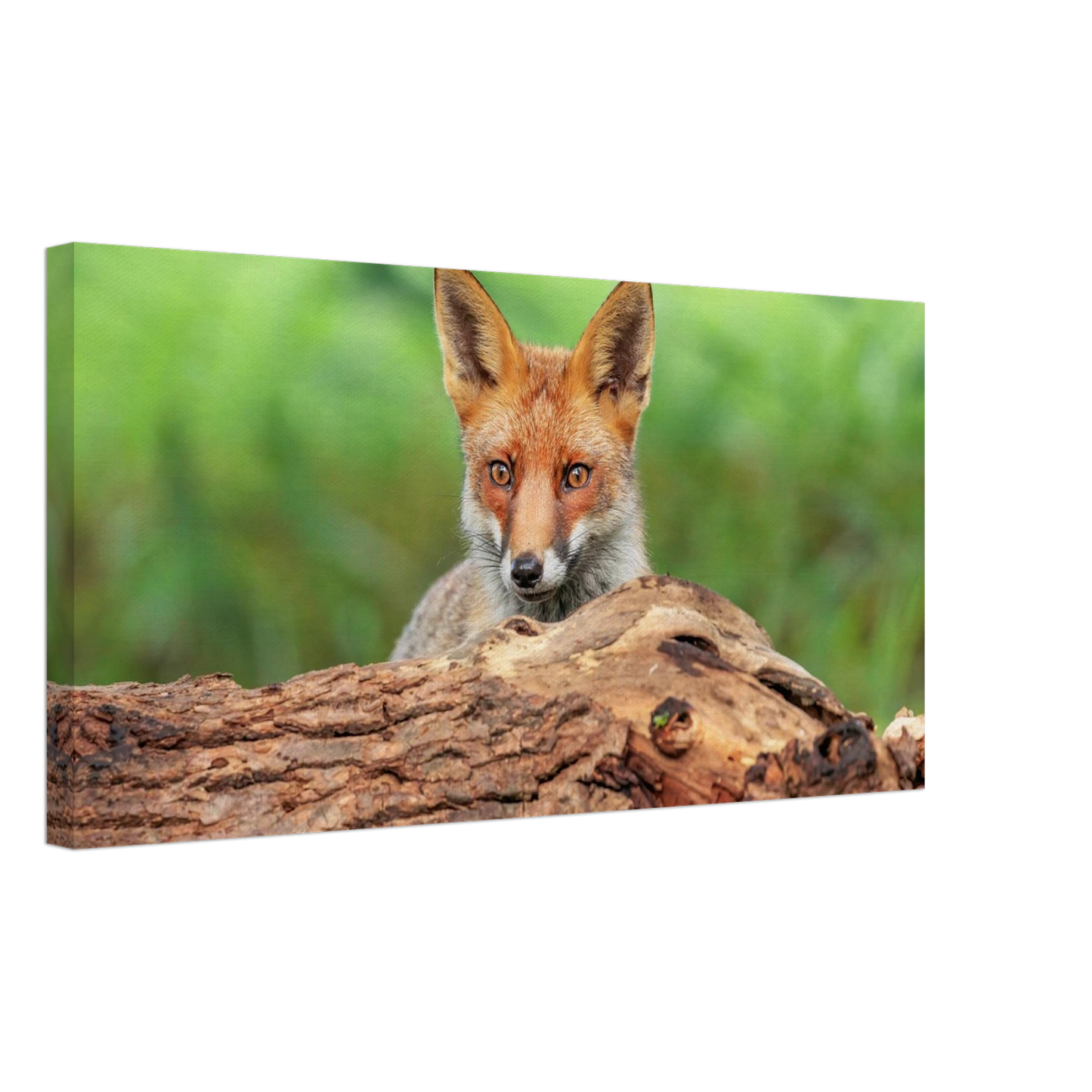 Wandbild fuchs im versteck einzigartige naturkunst fuer ihr zuhause