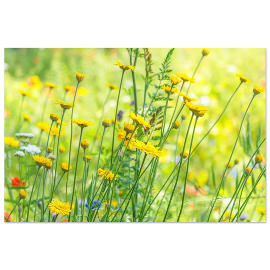 Wandbild sunshine meadow lebendiger blumen druck in verschiedenen groessen