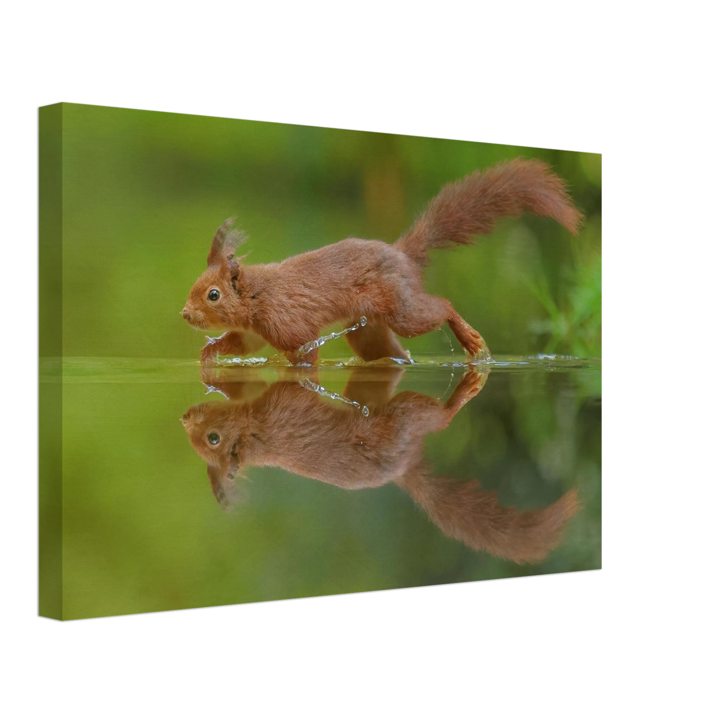 Wandbild eichhoernchen tanz eichhoernchen kunst fuer zuhause in ihrer wunschgroesse