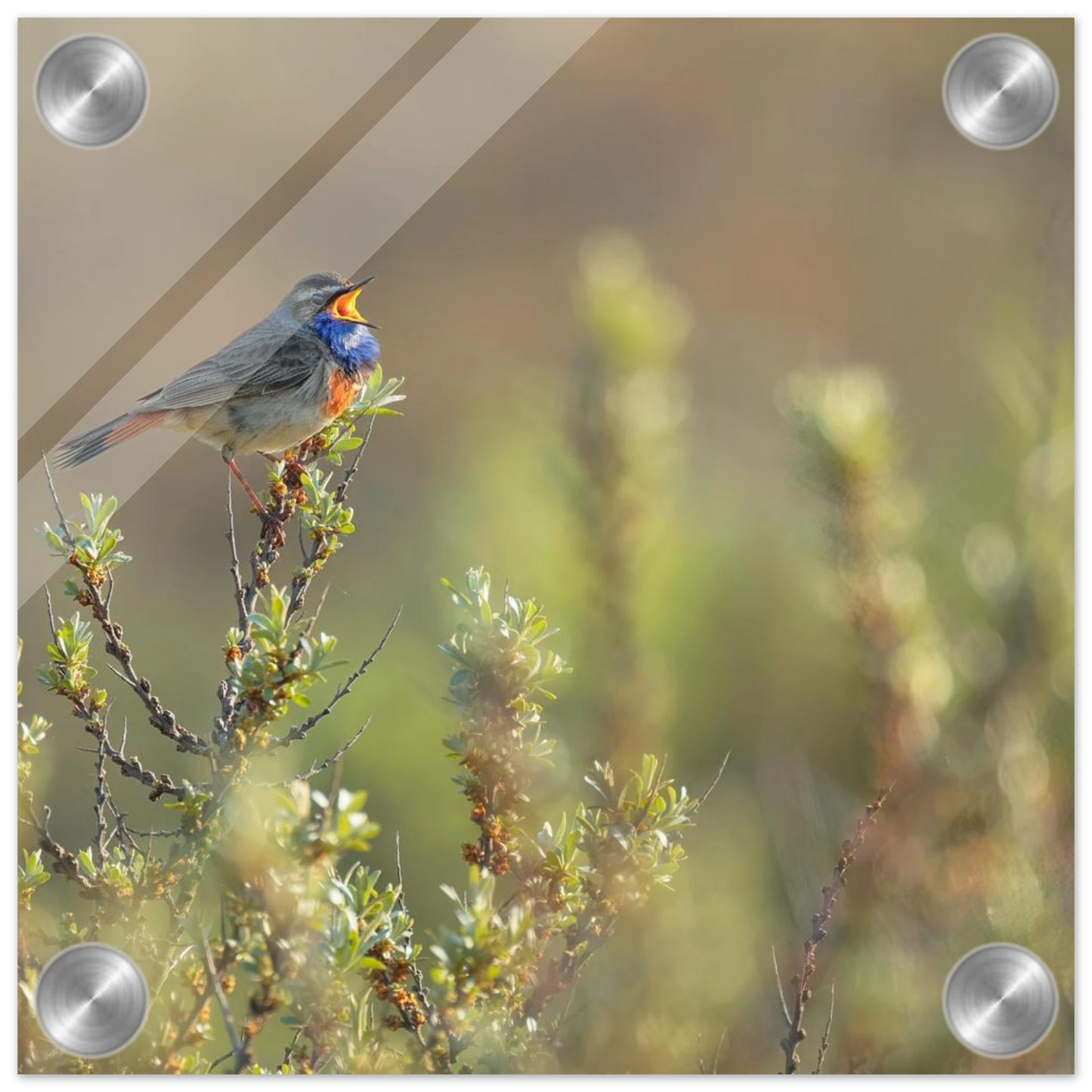 Wandbild singendes blaukehlchen lebendige naturfotografie als wandbild in verschiedenen groessen