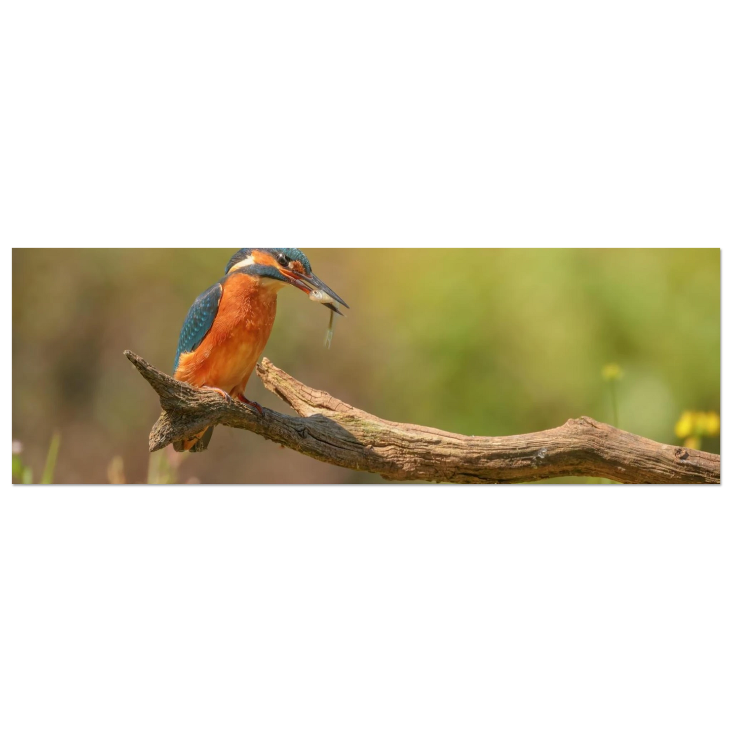 Wandbild eisvogel farbpracht leuchtende naturkunst fuer ihr zuhause in vielen groessen
