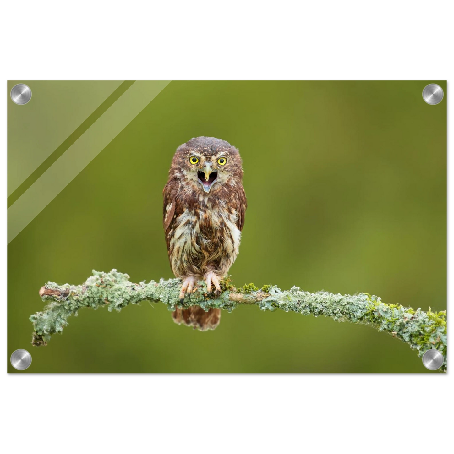 Wandbild rufer der wildnis faszinierendes eulen portraet mit leuchtenden augen fuer ihr zuhause