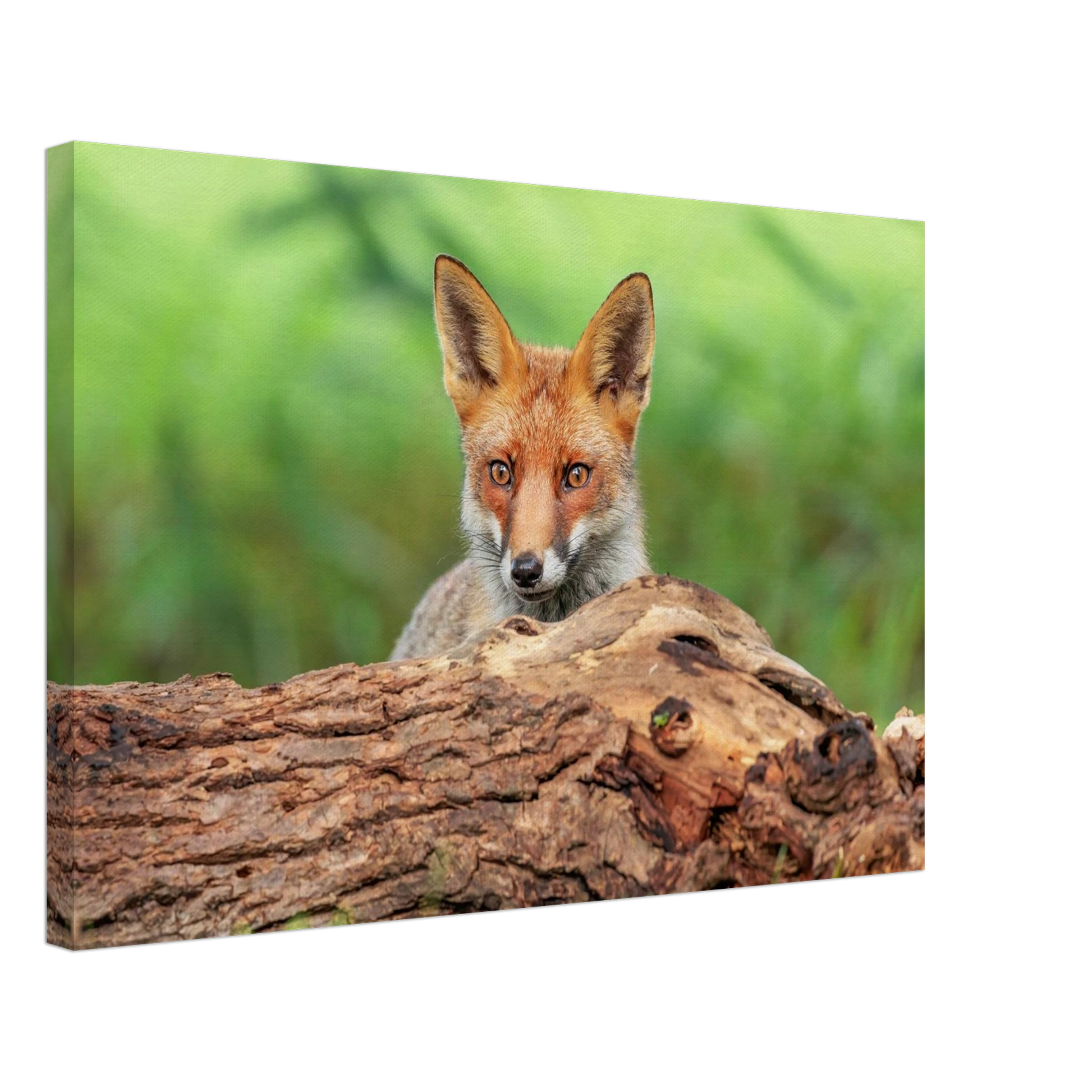 Wandbild fuchs im versteck einzigartige naturkunst fuer ihr zuhause