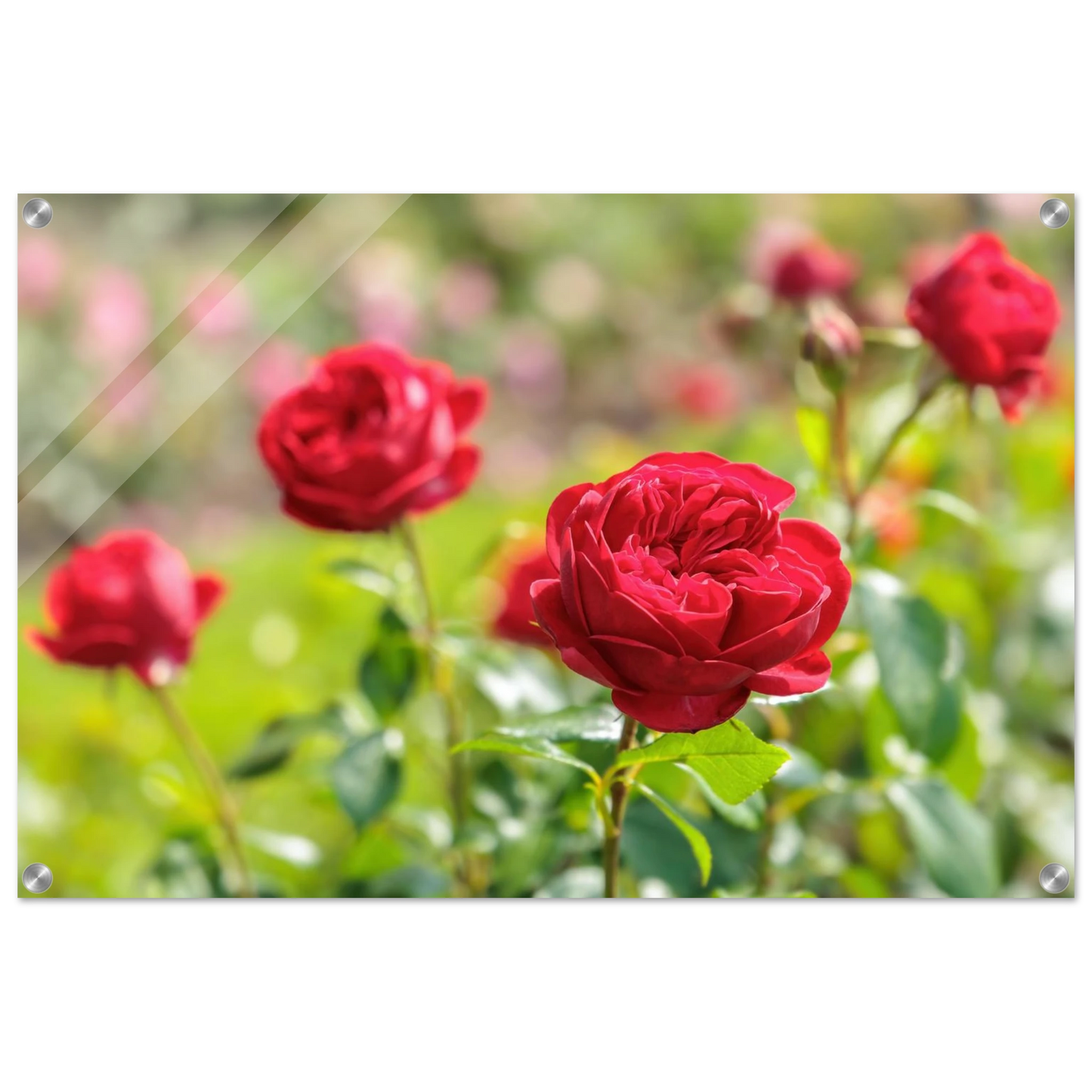 Wandbild rote rosen lebendige bluetenpracht fuer ihr zuhause in ihrer wunschgroesse