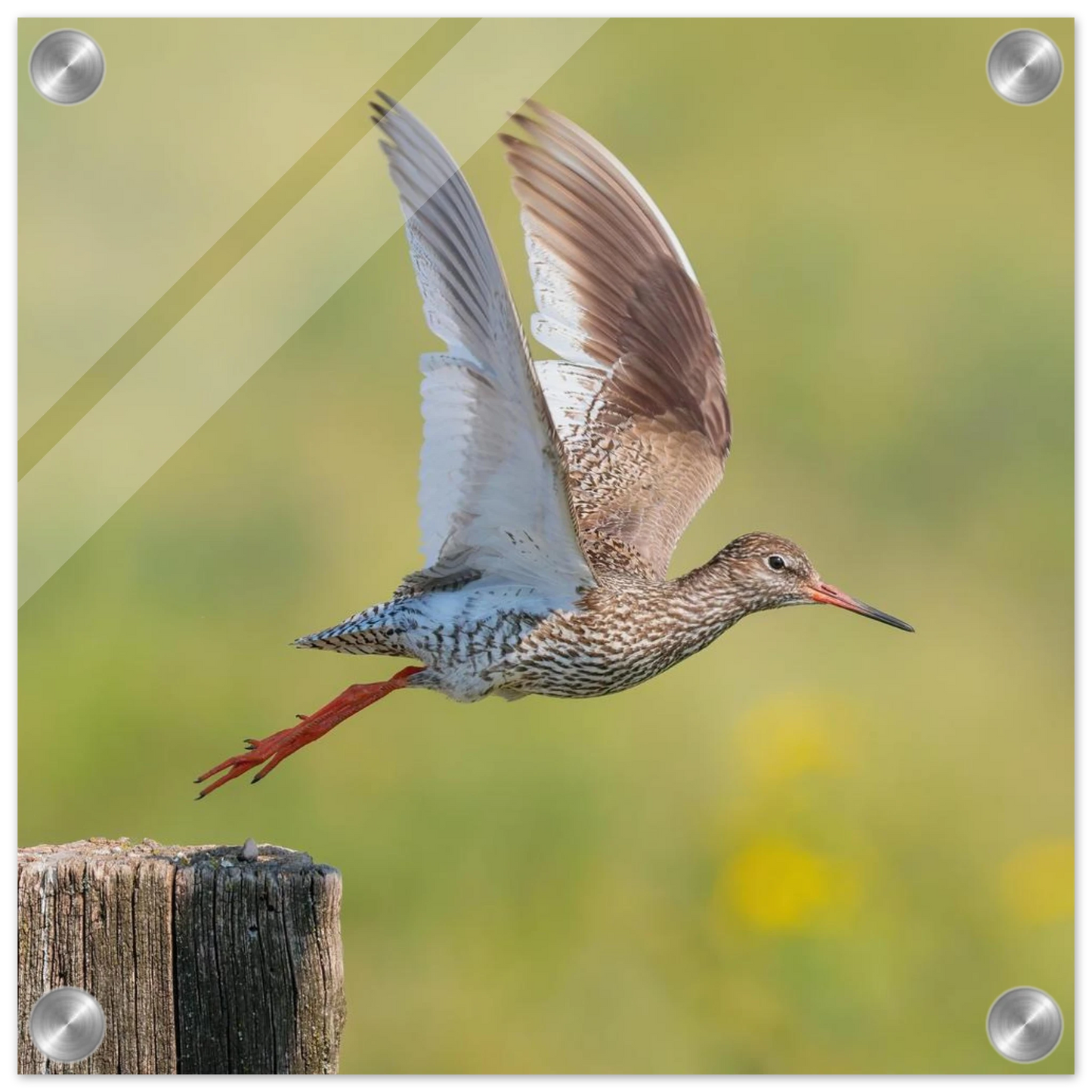 Wandbild der flug des rotschenkels dynamische tierkunst fuer ihr zuhause in vielen groessen erhaeltlich