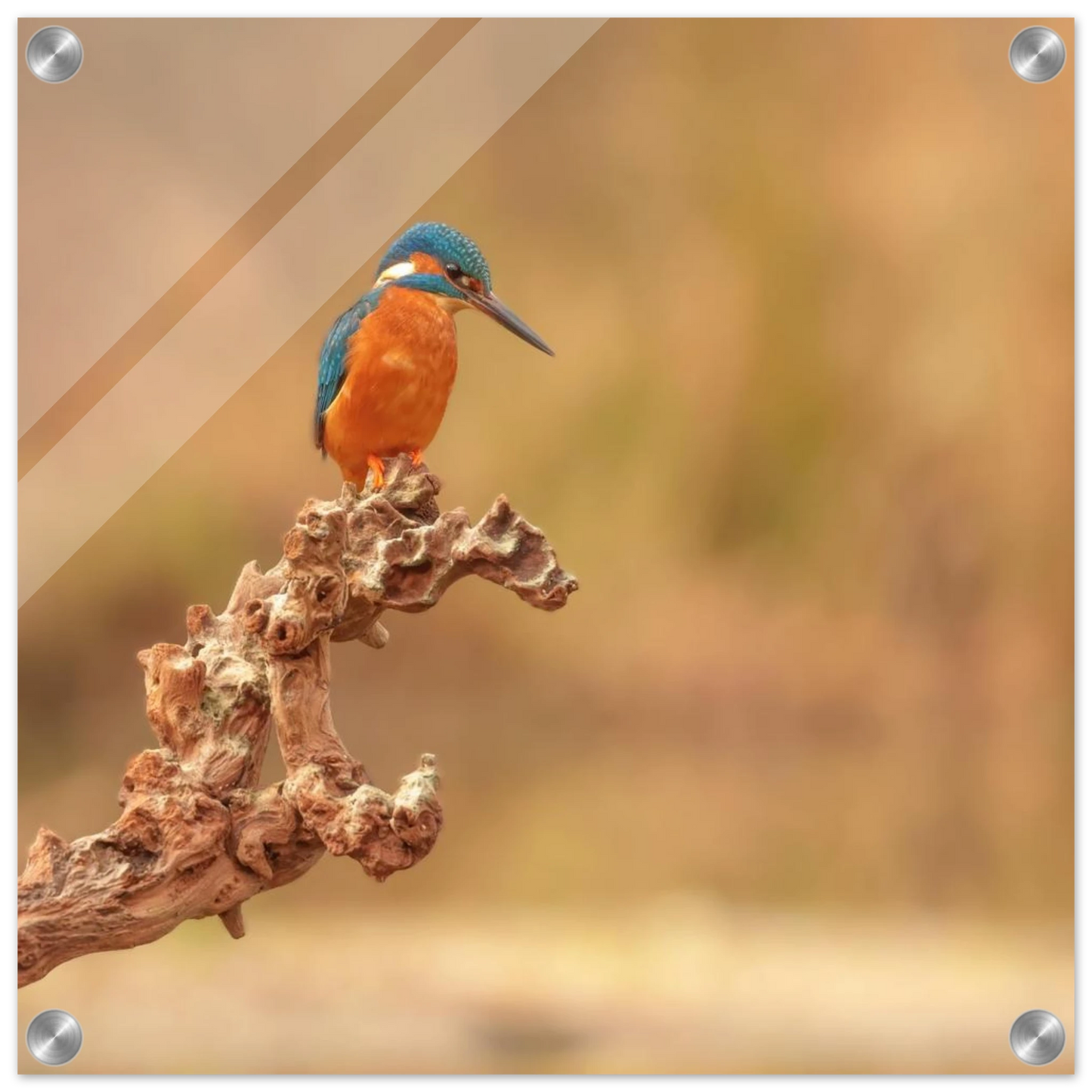 Wandbild eisvogel lebendige naturkunst fuer ihr zuhause in vielen groessen