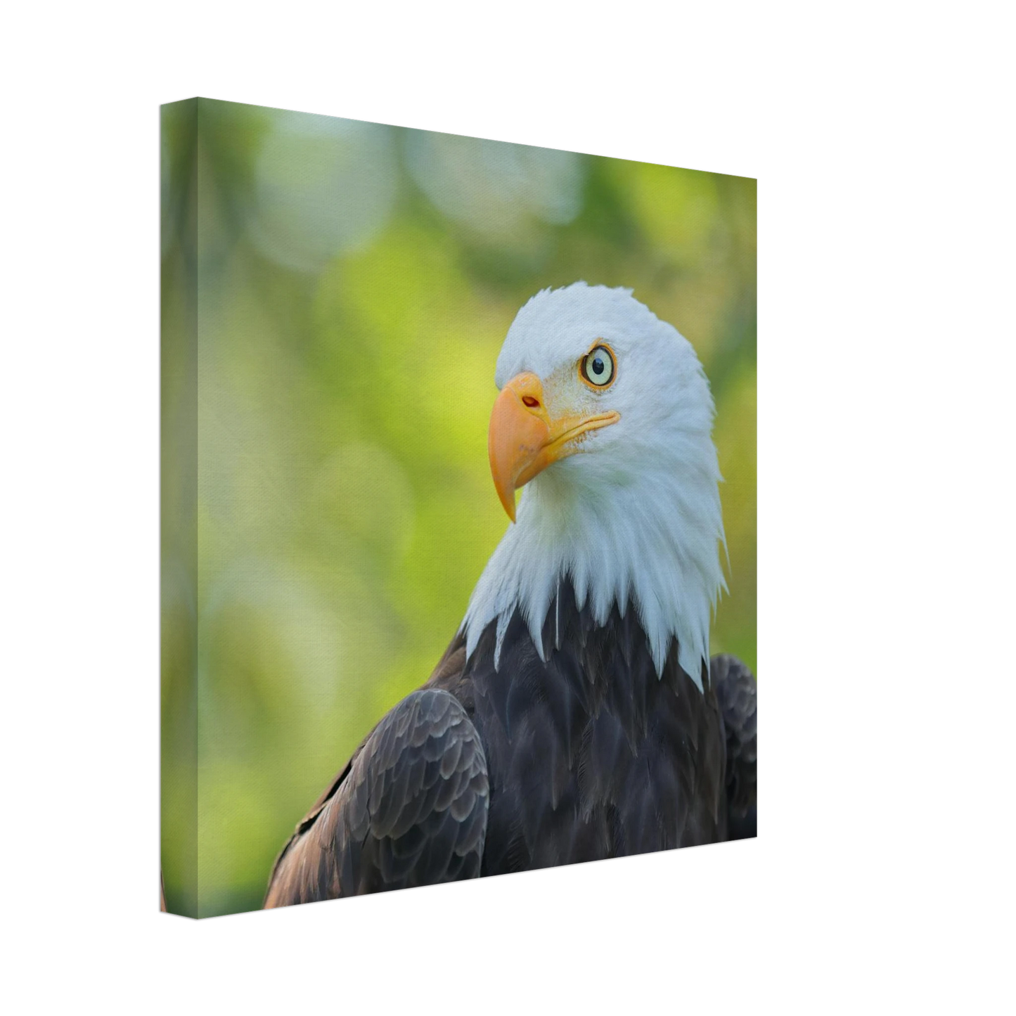 Wandbild majestaetischer weisskopfseeadler eine ode an die freiheit in ihrer wunschgroesse
