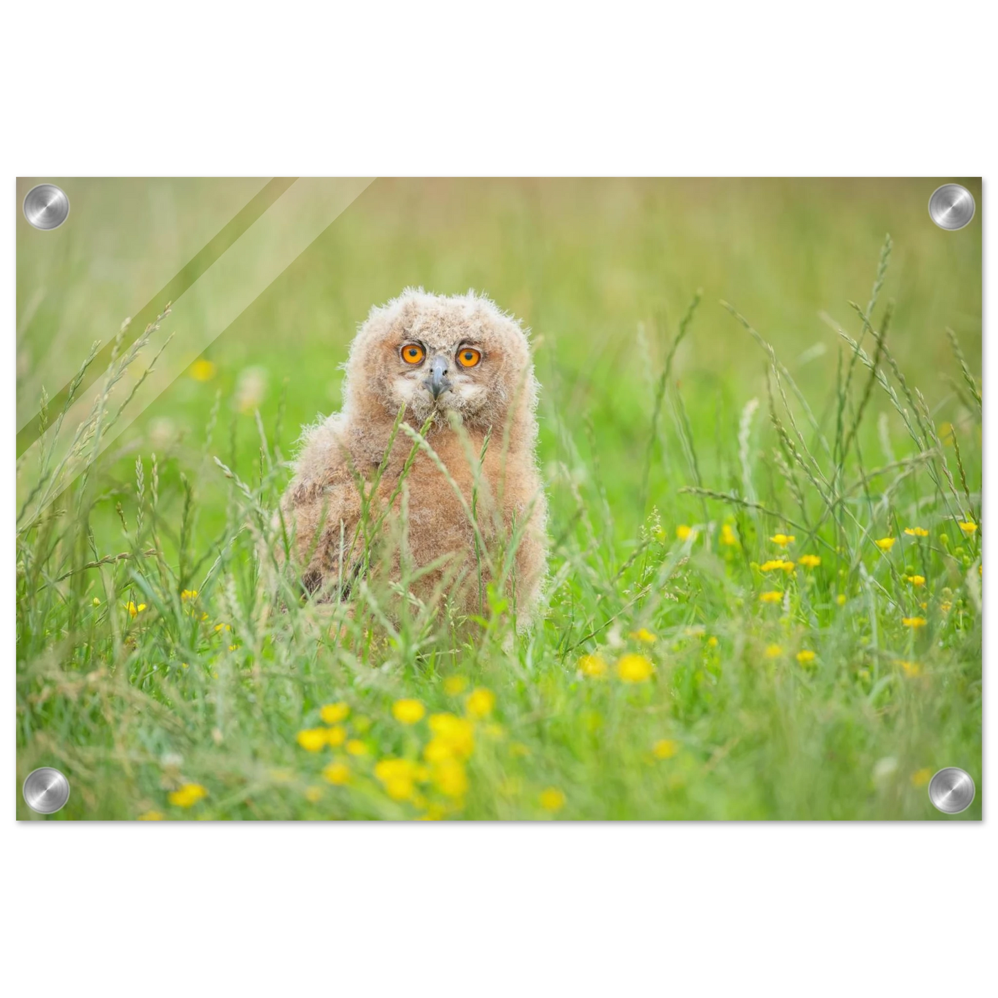 Wandbild junges eulenkueken im gras ein bezaubernder anblick fuer ihr zuhause in vielen groessen