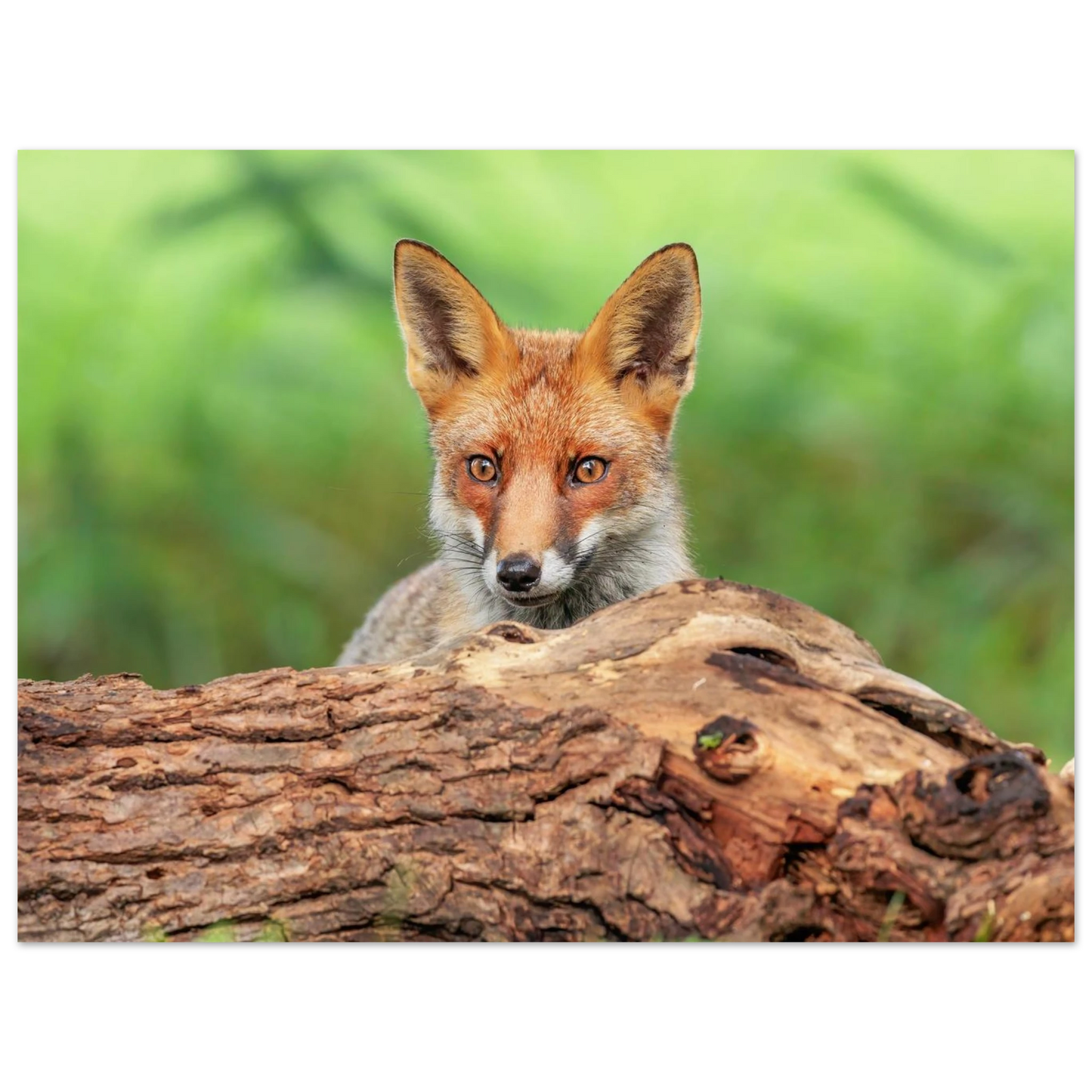 Wandbild fuchs im versteck einzigartige naturkunst fuer ihr zuhause