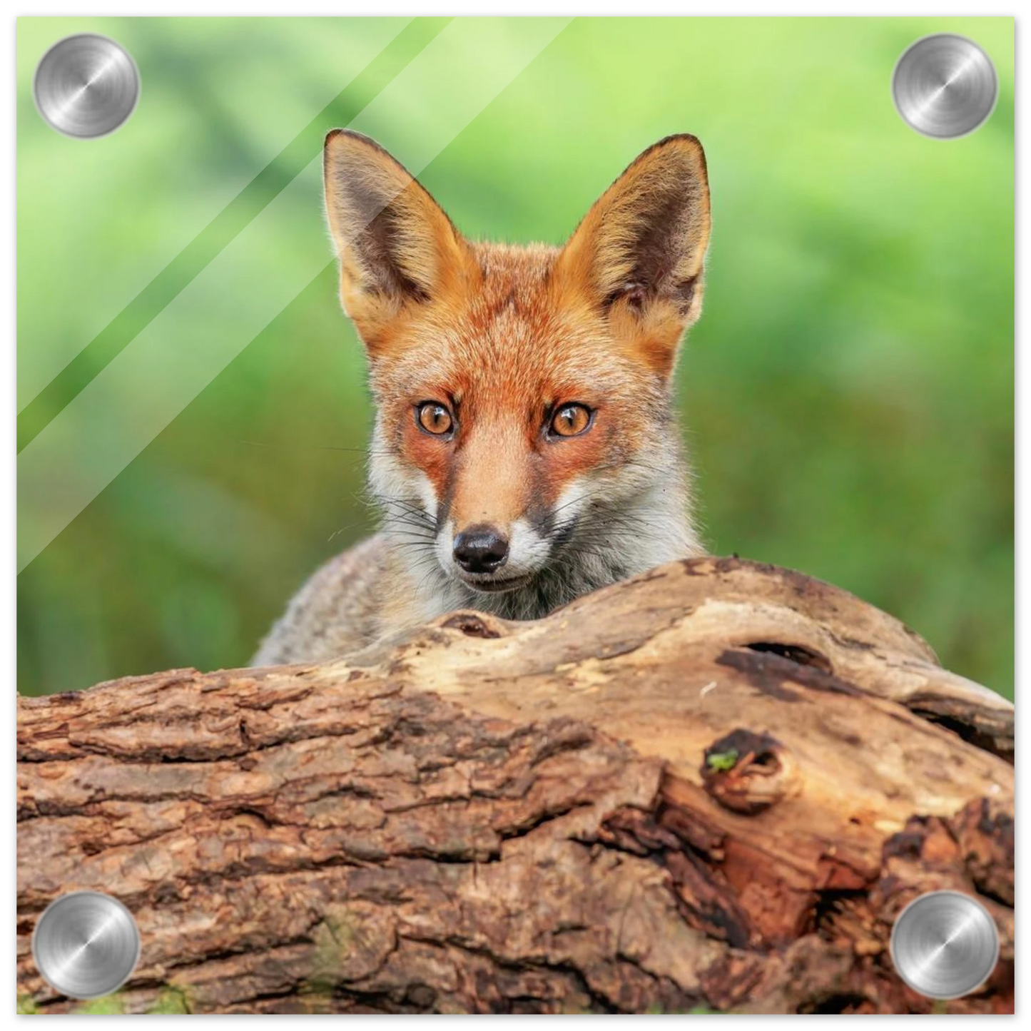 Wandbild fuchs im versteck einzigartige naturkunst fuer ihr zuhause