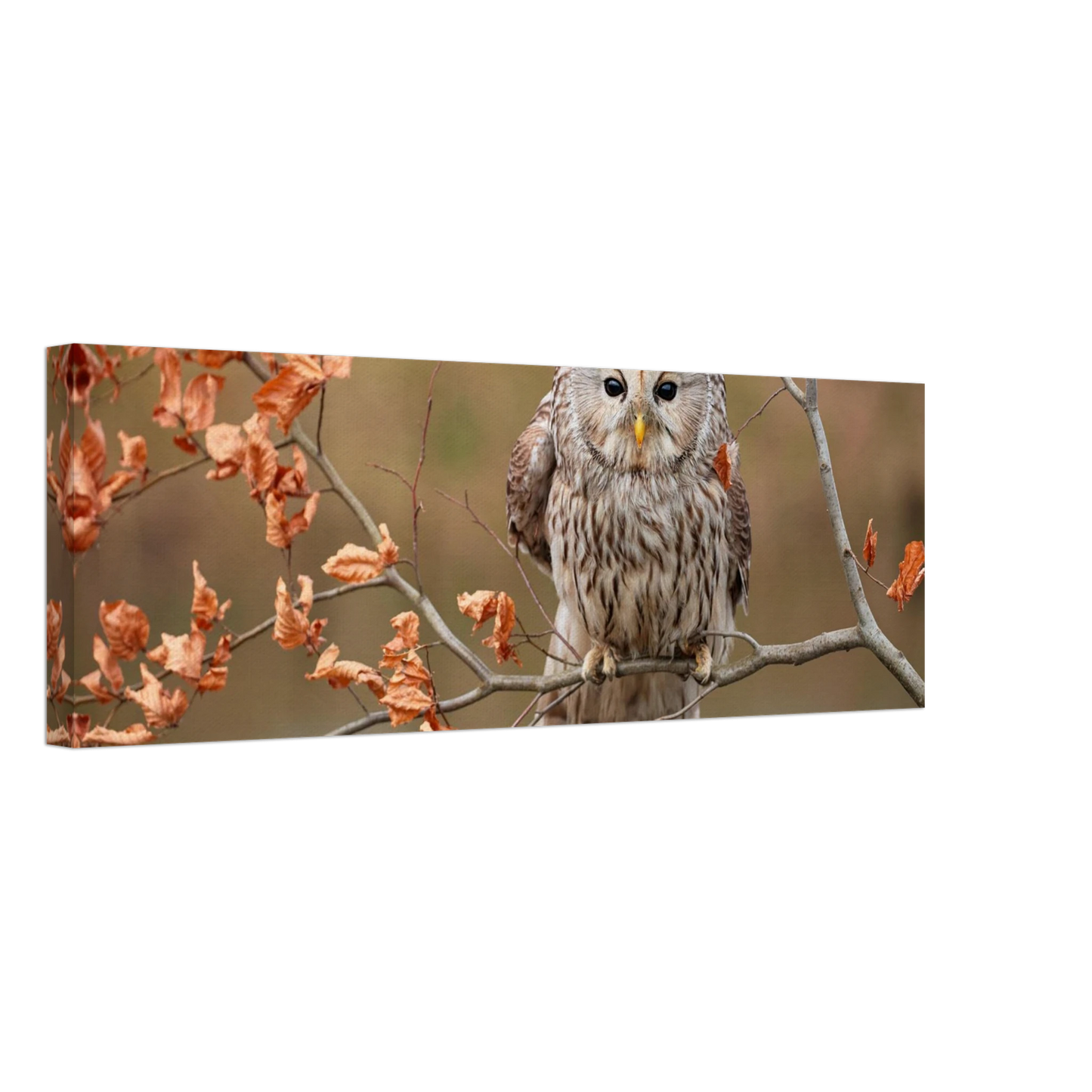 Wandbild majestaetische eule im herbstlaub einblick in die wildnis in verschiedenen groessen