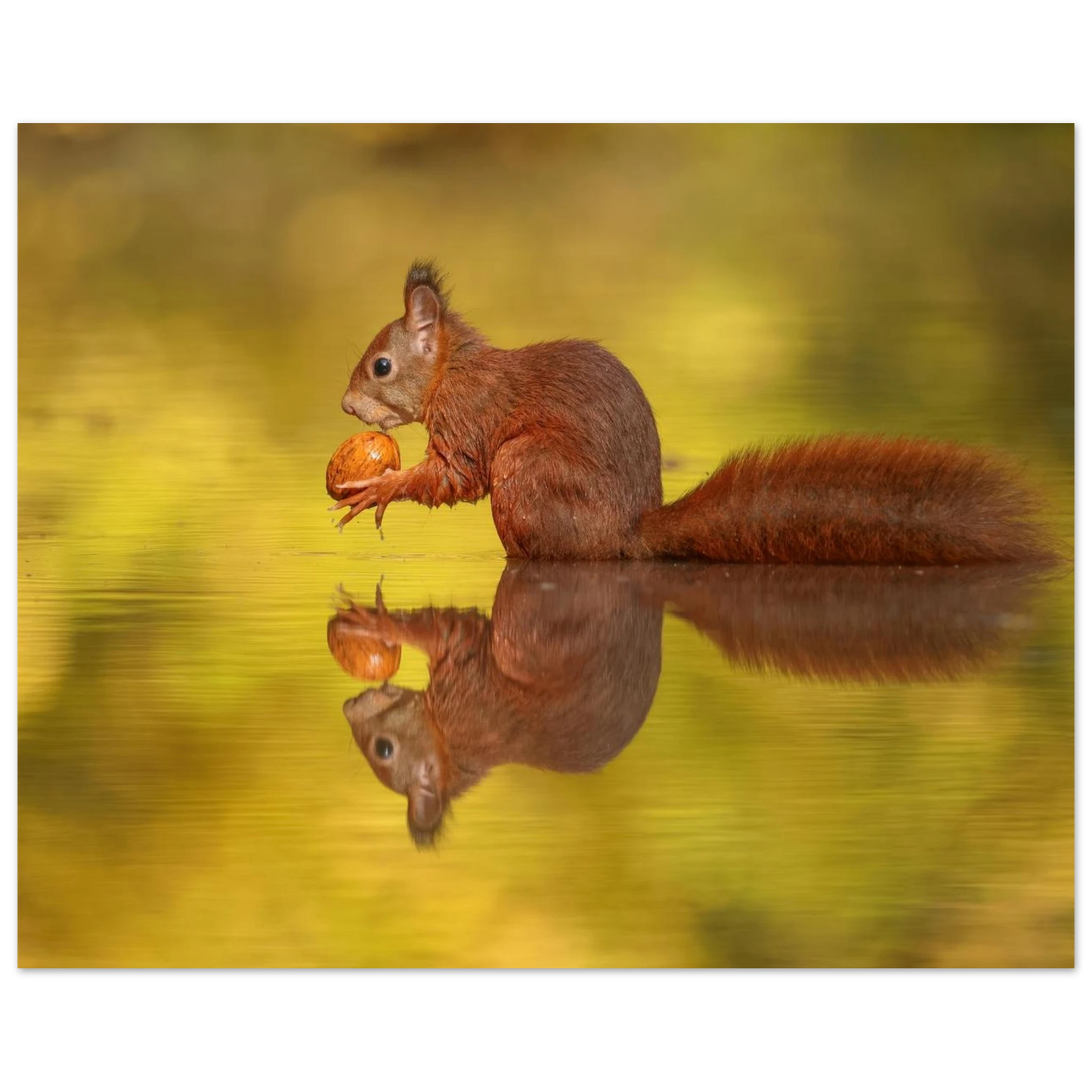 Wandbild eichhoernchen im goldenen herbstlicht lebendige tierfotografie fuer ihre wand