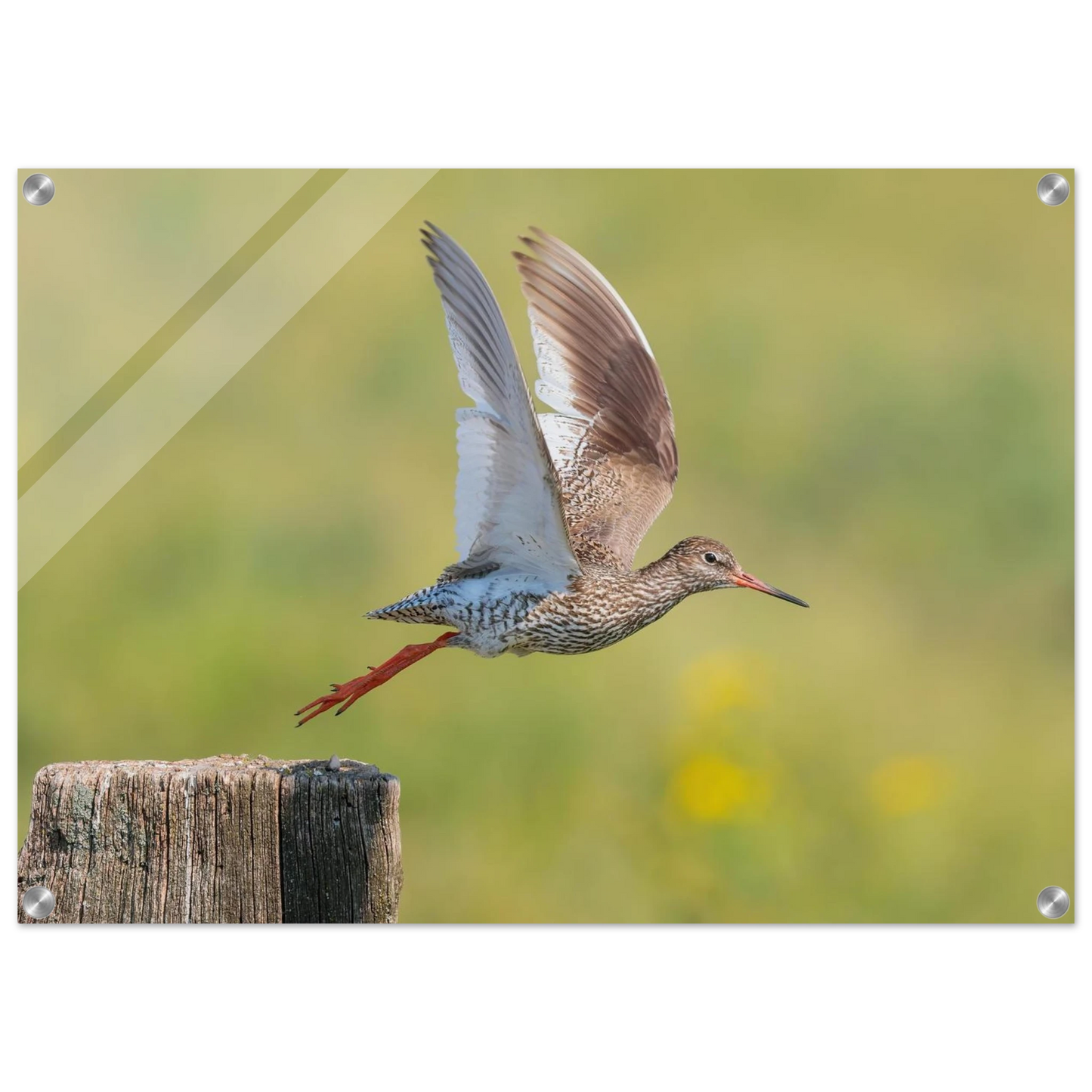Wandbild der flug des rotschenkels dynamische tierkunst fuer ihr zuhause in vielen groessen erhaeltlich