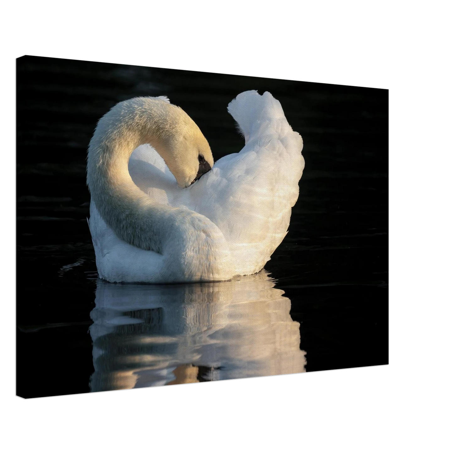 Wandbild schwan bei sonnenuntergang elegante wandkunst fuer ihr zuhause