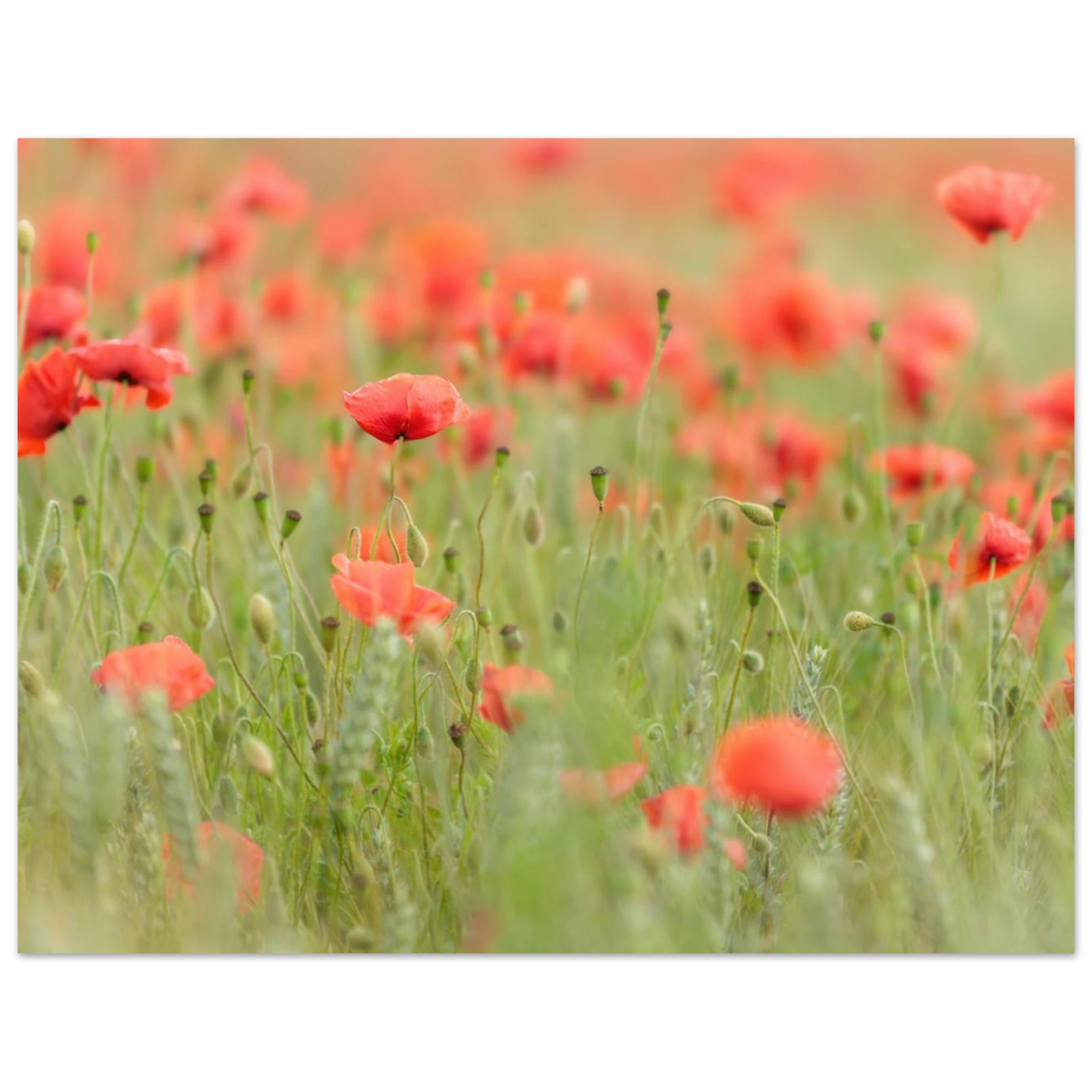 Wandbild vertraeumtes mohnblumenfeld ein stueck sommer fuer ihr zuhause in vielen groessen