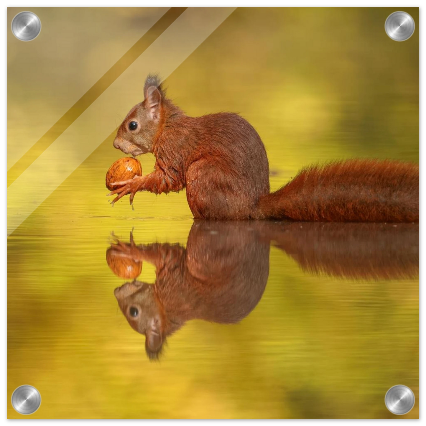 Wandbild eichhoernchen im goldenen herbstlicht lebendige tierfotografie fuer ihre wand