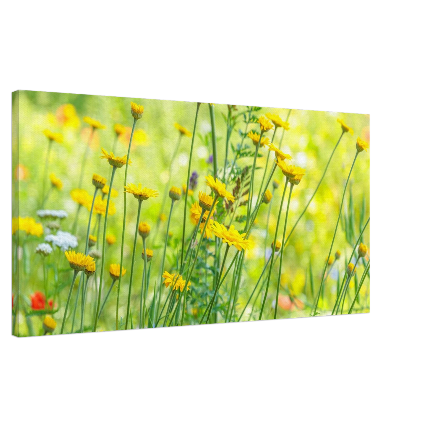 Wandbild sunshine meadow lebendiger blumen druck in verschiedenen groessen