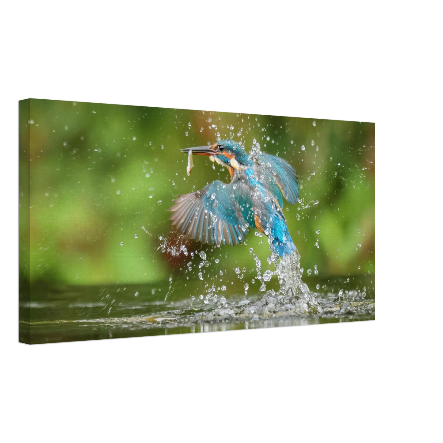 Wandbild eisvogel im sturzflug lebendige wildtierkunst fuer ihr zuhause