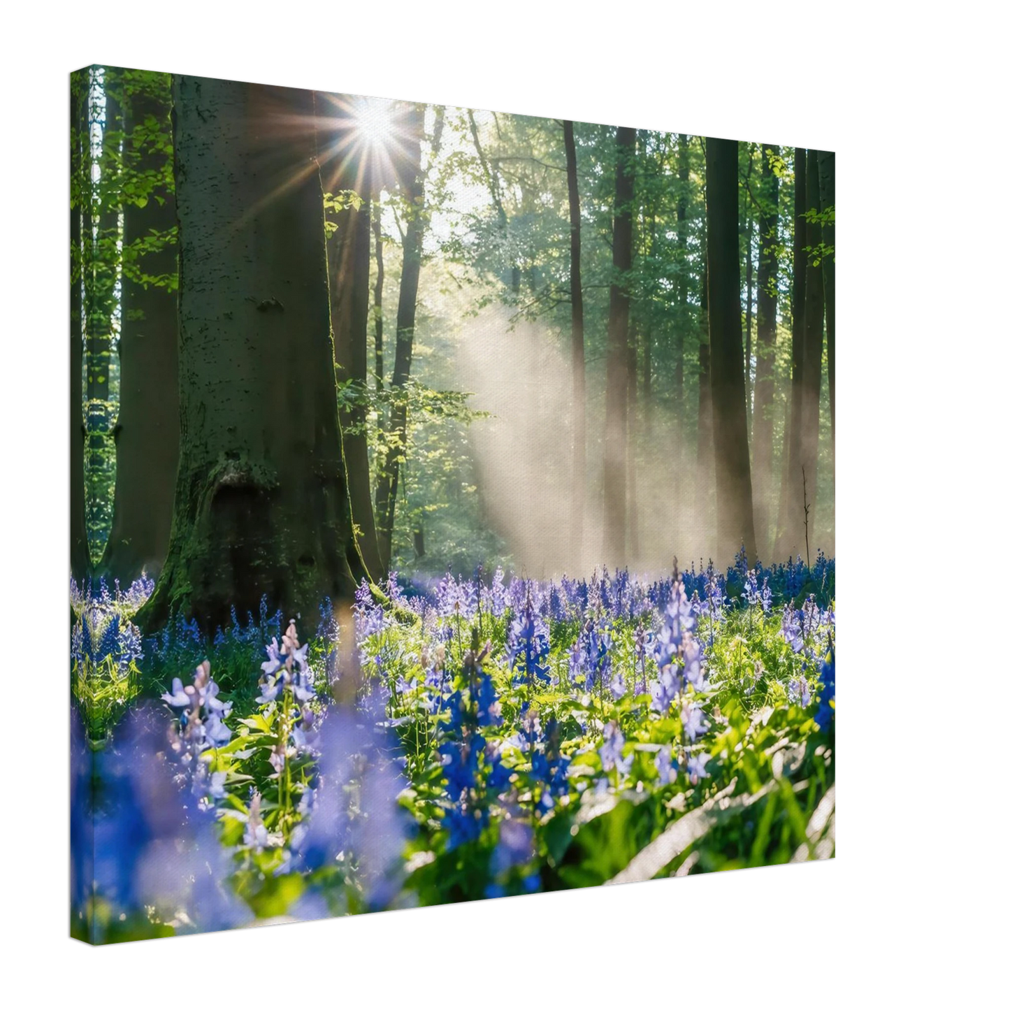 Wandbild mystische waldlichtung mit blauen glockenblumen sonnenverwoehntes naturbild in verschiedenen groessen