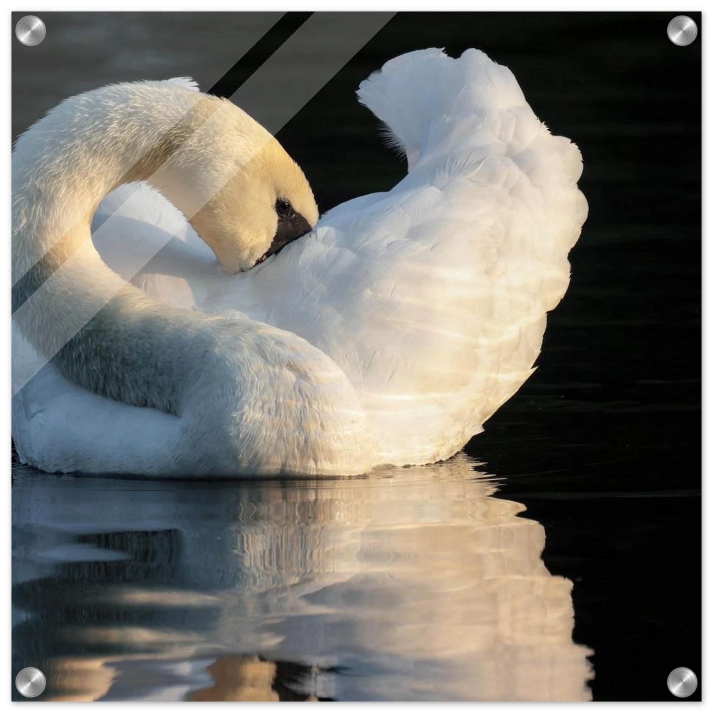 Wandbild schwan bei sonnenuntergang elegante wandkunst fuer ihr zuhause