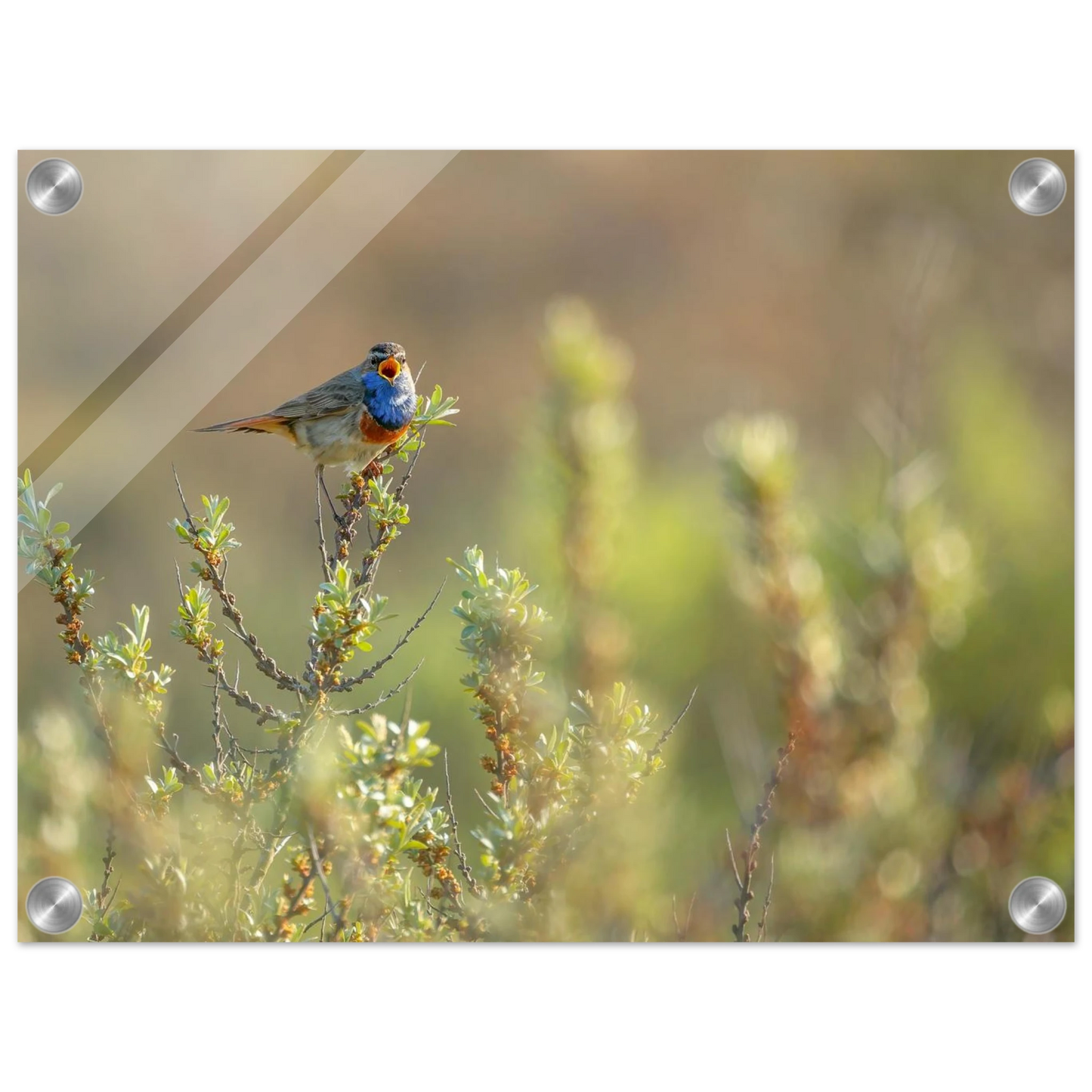 Wandbild blaukehlchen ein meisterwerk der natur auf leinwand in verschiedenen groessen erhaeltlich
