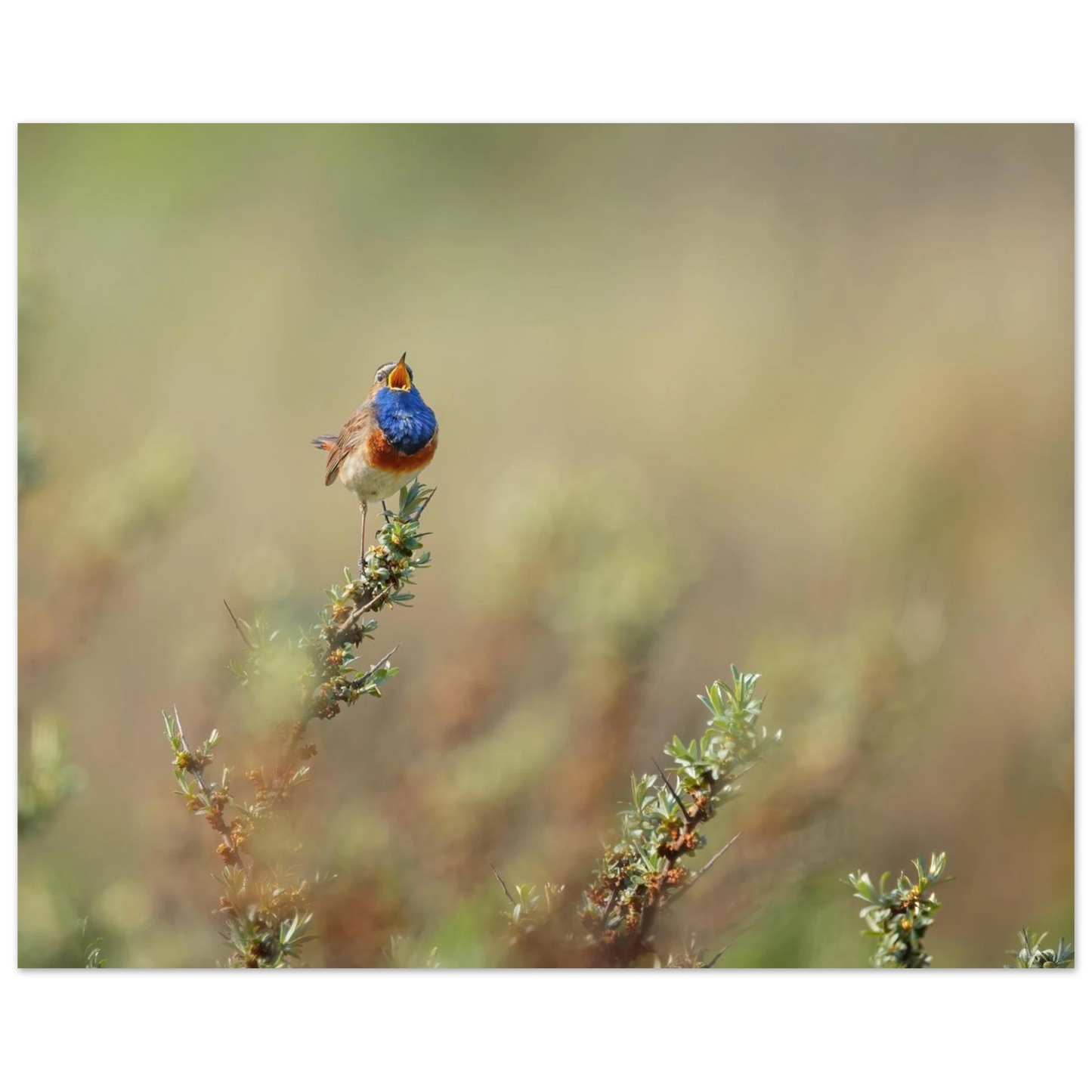 Wandbild lebendige nachtigall ein meisterwerk der naturfotografie fuer ihr zuhause
