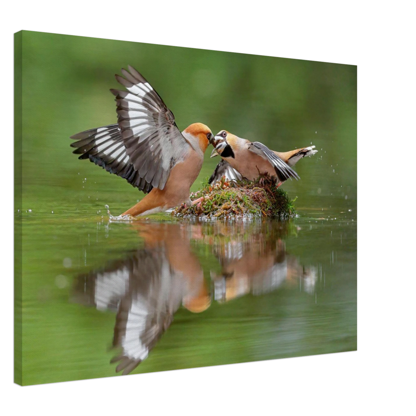 Wandbild momente der natur spektakulaerer kampf der voegel ueber dem wasser