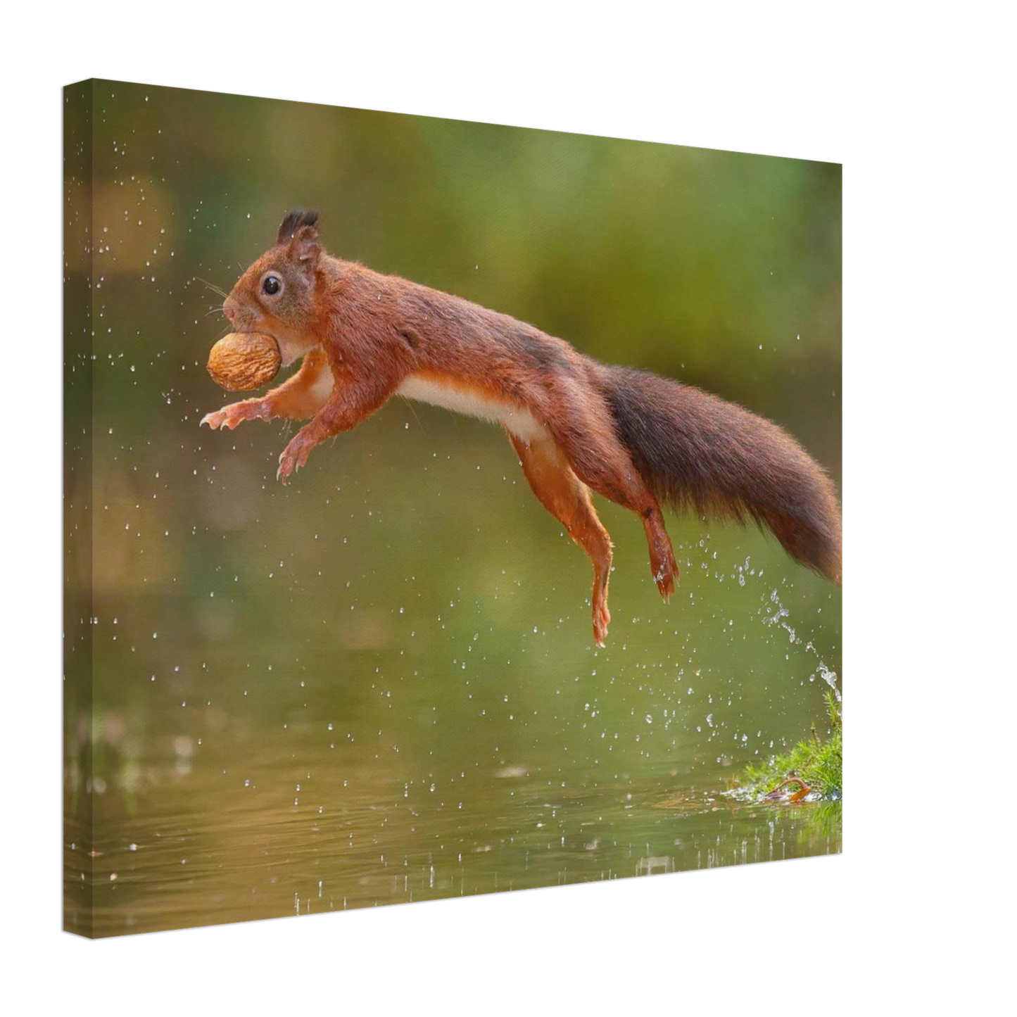 Wandbild eichhoernchen dynamisches wildtier poster fuer ihr zuhause in verschiedenen groessen