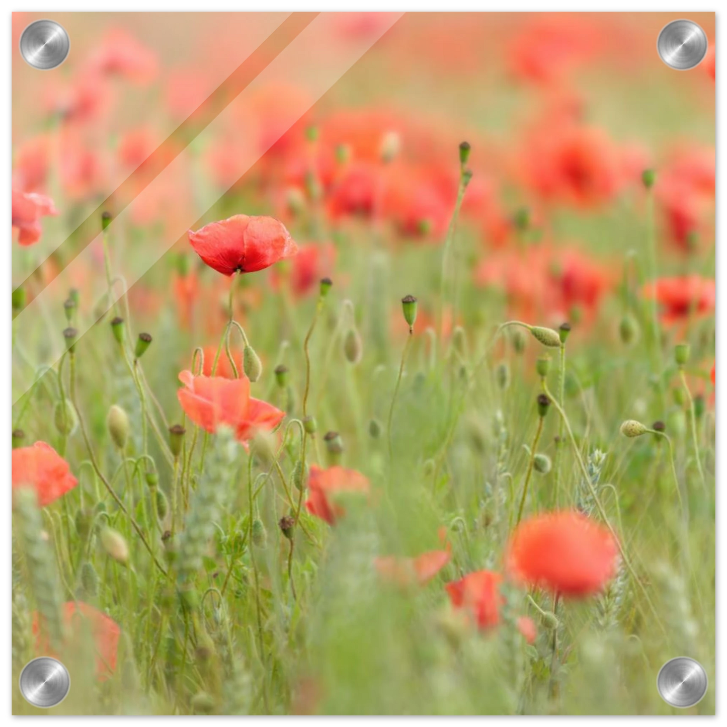 Wandbild vertraeumtes mohnblumenfeld ein stueck sommer fuer ihr zuhause in vielen groessen