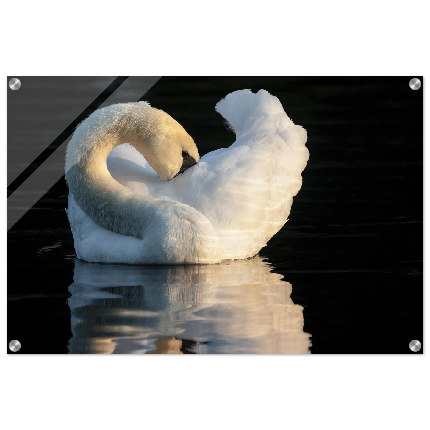 Wandbild schwan bei sonnenuntergang elegante wandkunst fuer ihr zuhause