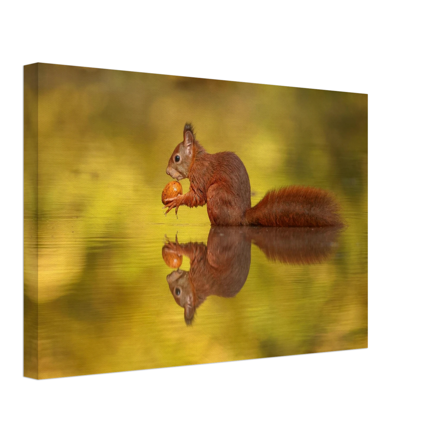 Wandbild eichhoernchen im goldenen herbstlicht lebendige tierfotografie fuer ihre wand