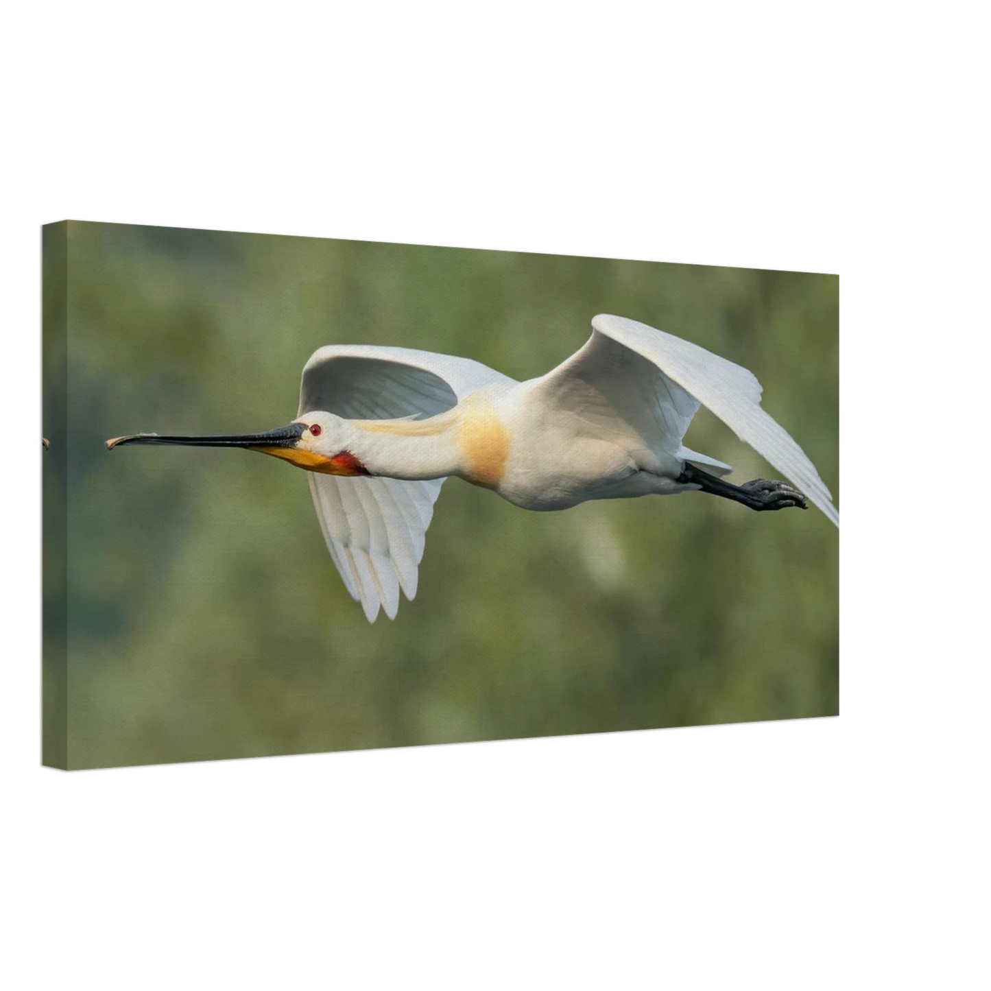 Wandbild eleganter loeffler im flug naturfotografie fuer ihr zuhause in vielen groessen