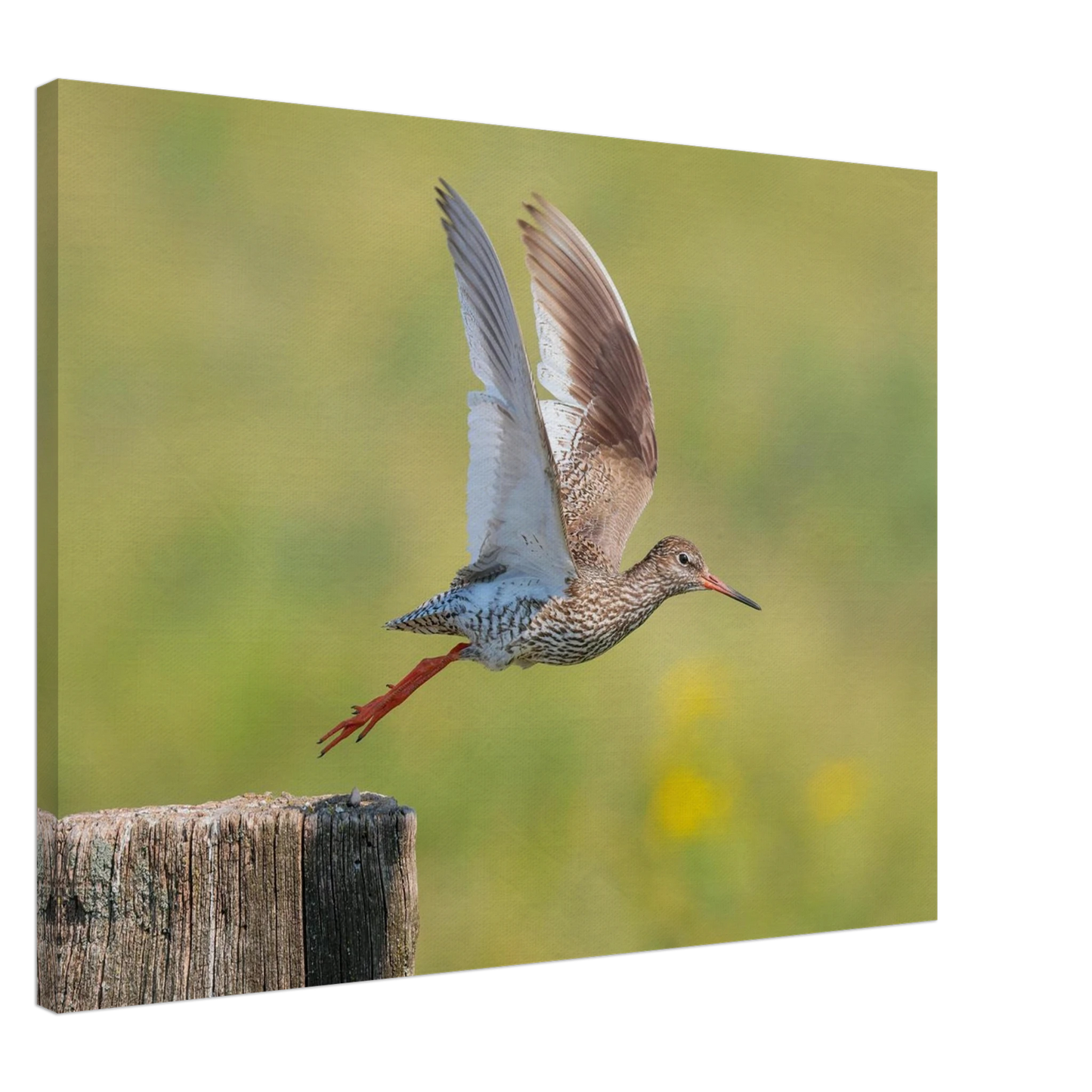 Wandbild der flug des rotschenkels dynamische tierkunst fuer ihr zuhause in vielen groessen erhaeltlich