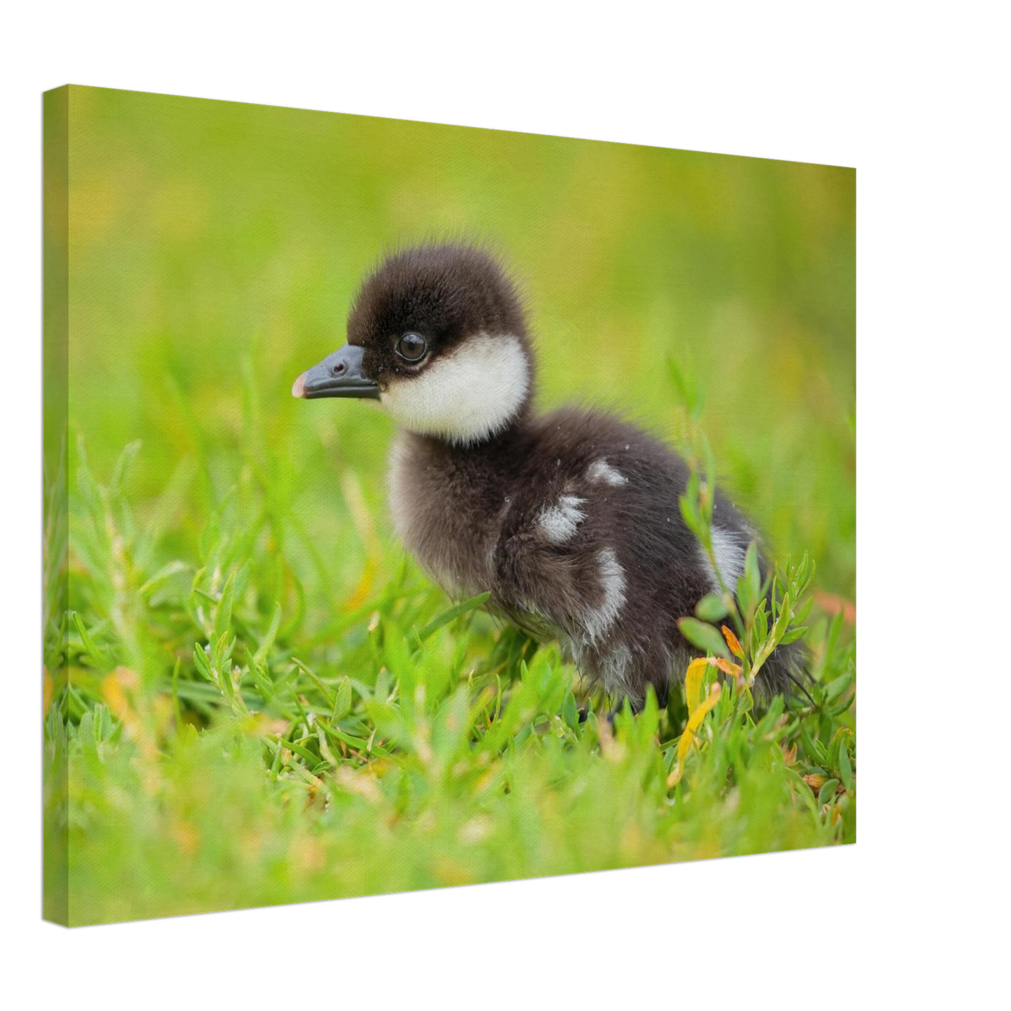 Wandbild bezauberndes entenkueken suesse tiermotive fuer kinderzimmer naturfreunde in vielen groessen