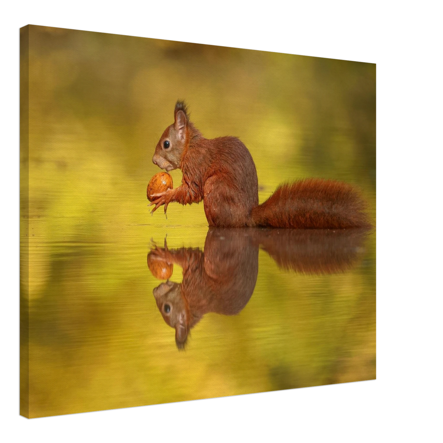Wandbild eichhoernchen im goldenen herbstlicht lebendige tierfotografie fuer ihre wand