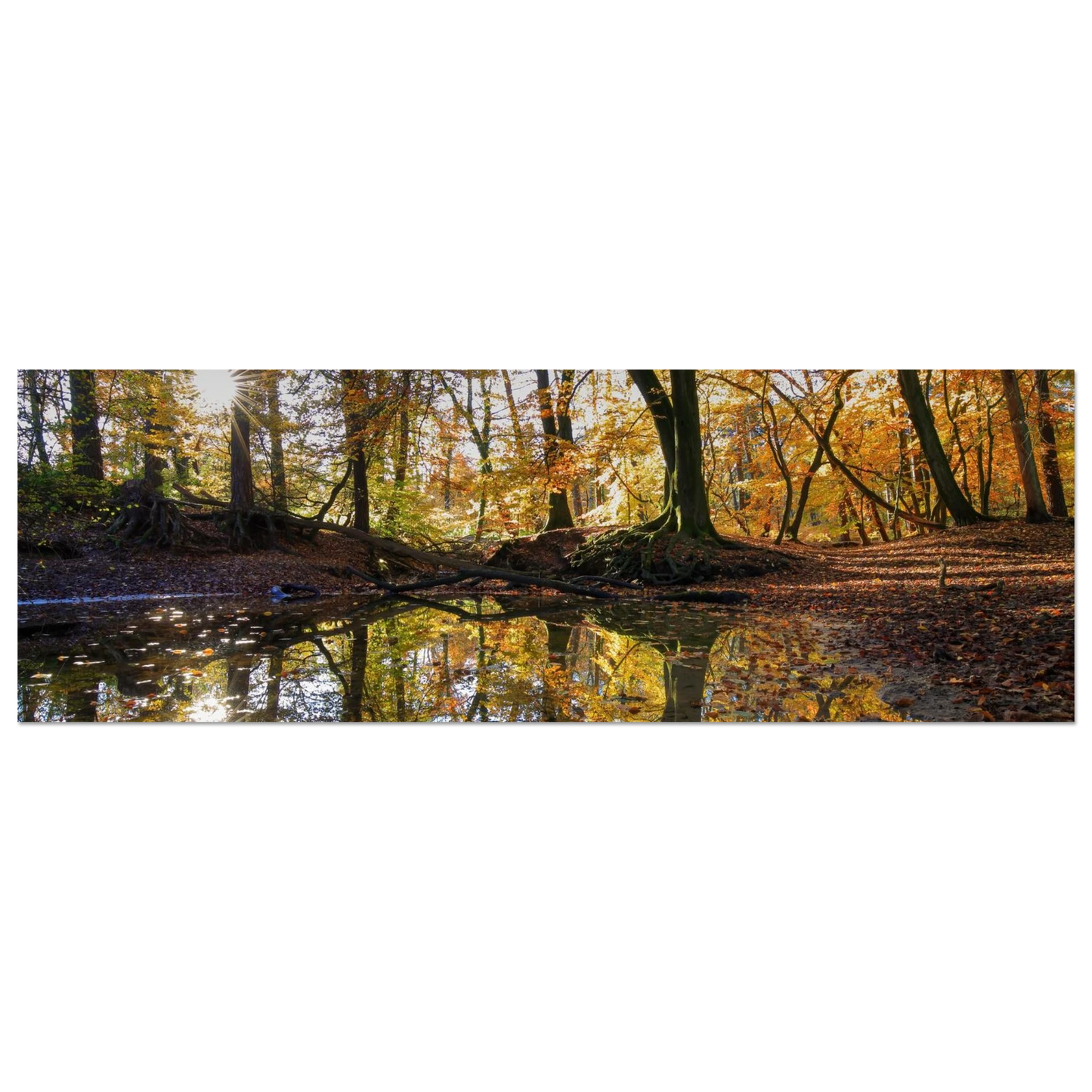 Wandbild goldener herbstwald stimmungsvolle spiegelung der natur in ihrer wunschgroesse