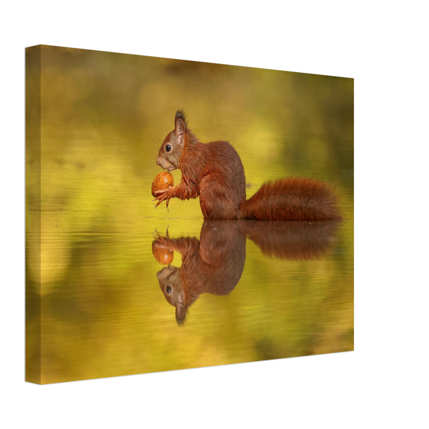 Wandbild eichhoernchen im goldenen herbstlicht lebendige tierfotografie fuer ihre wand