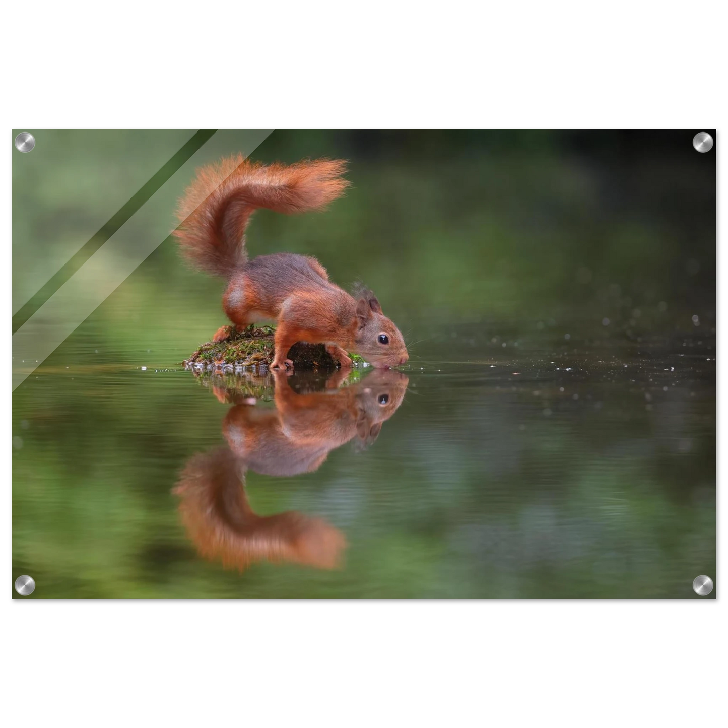 Wandbild durstiges eichhoernchen eine ruhige reflexion in der natur erhaeltlich in vielen groessen